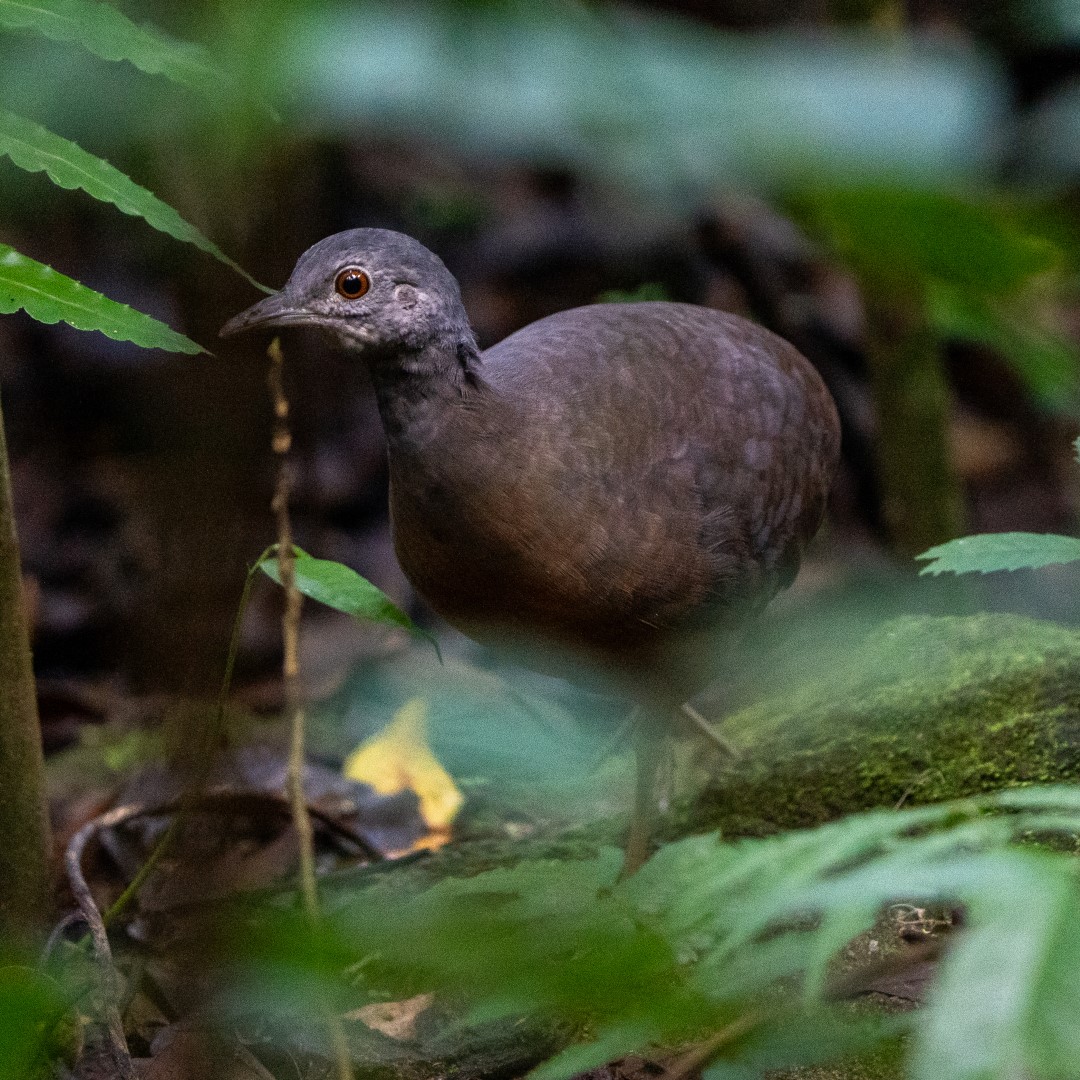 Little Tinamou