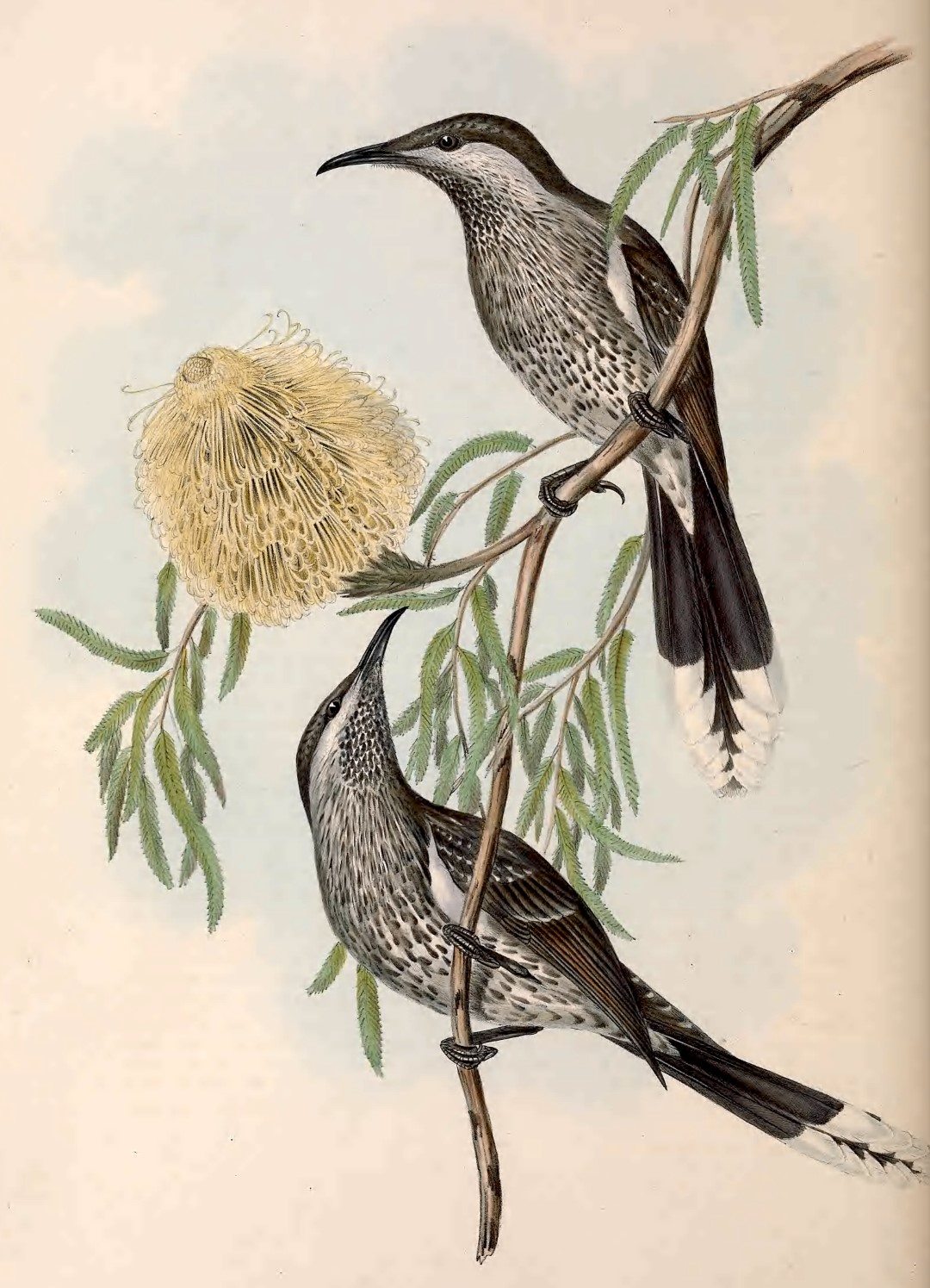 Little Wattlebird