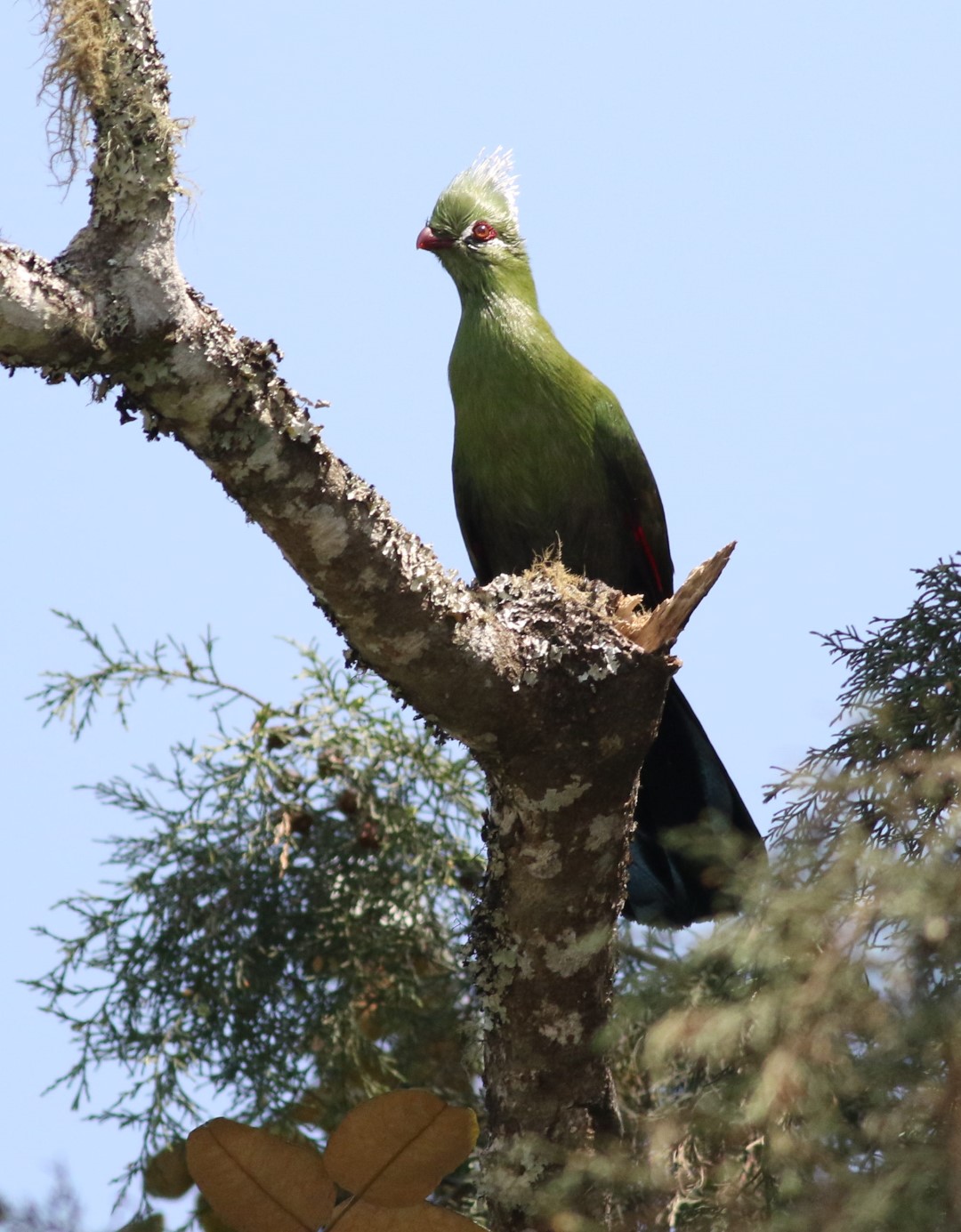 Livingstone's turaco