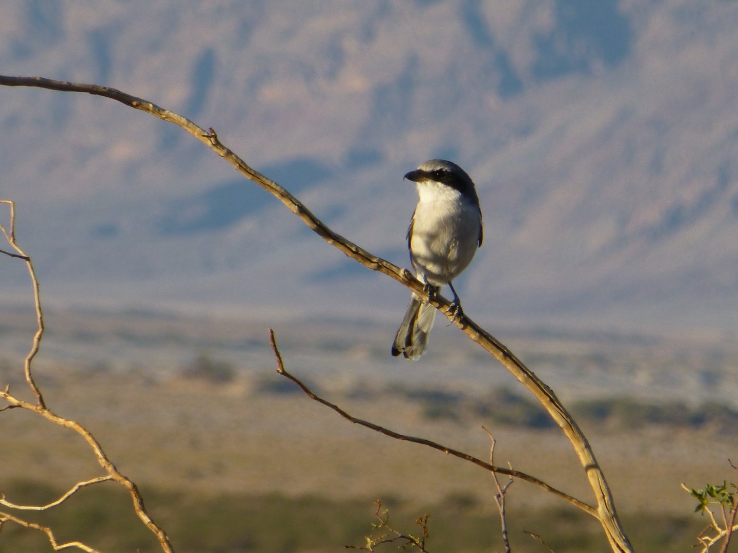 Loggerhead Shrike