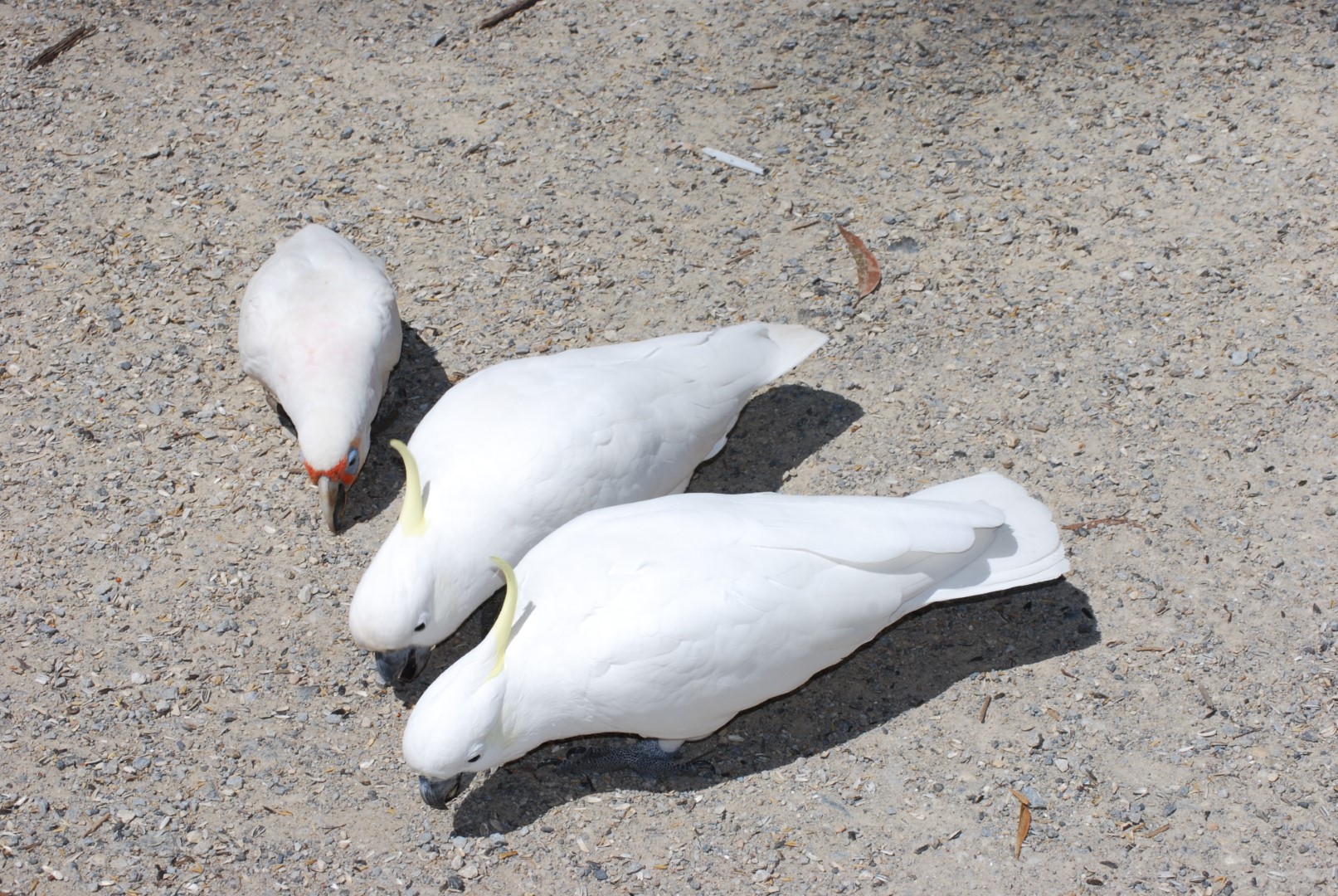 Long-billed Corella