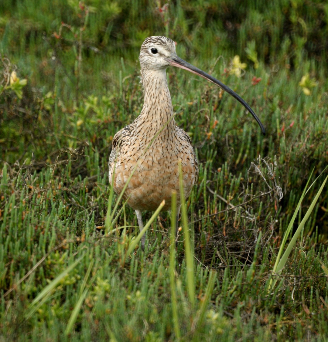 Long-billed Curlew