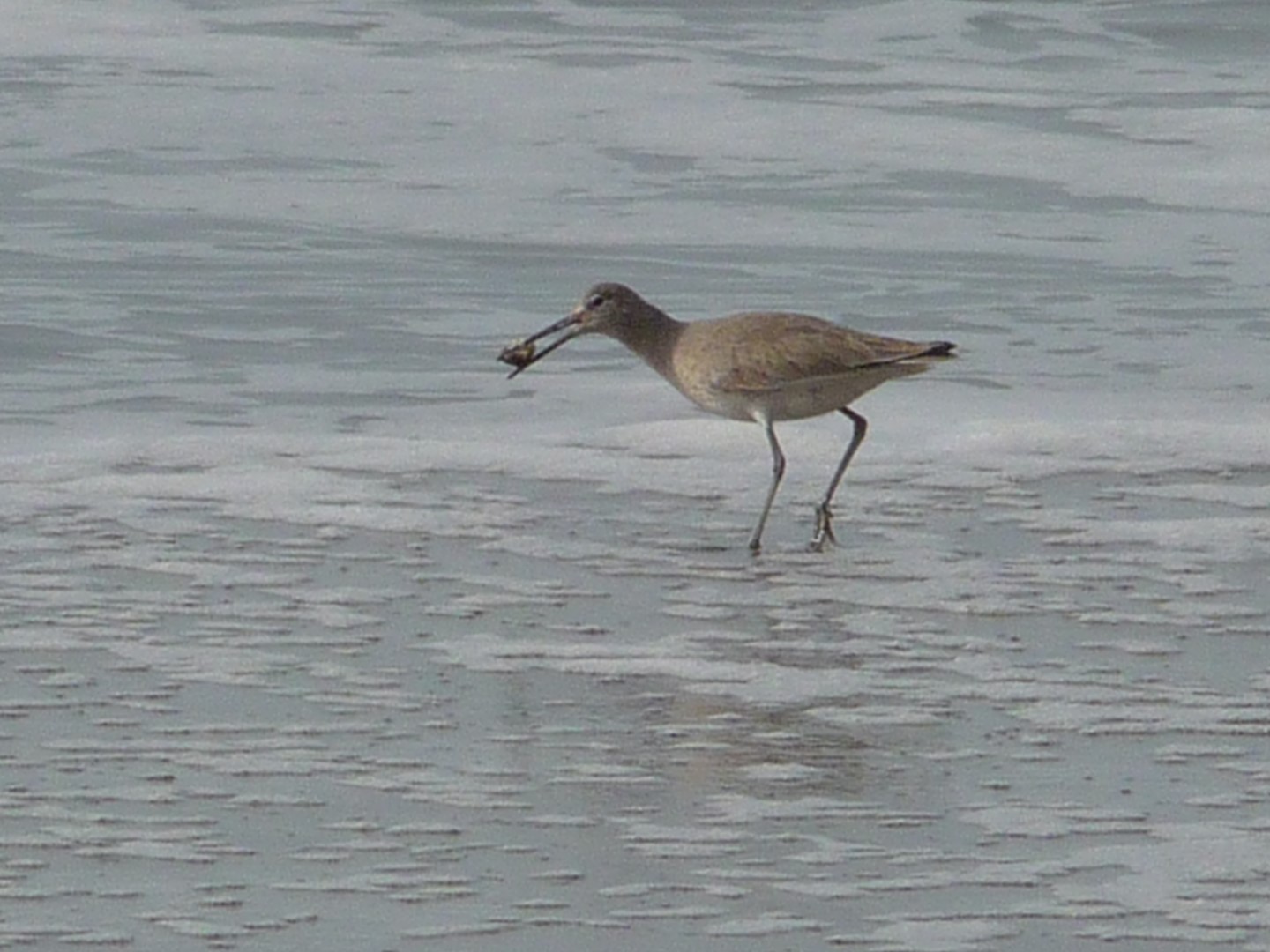 Long-billed Dowitcher
