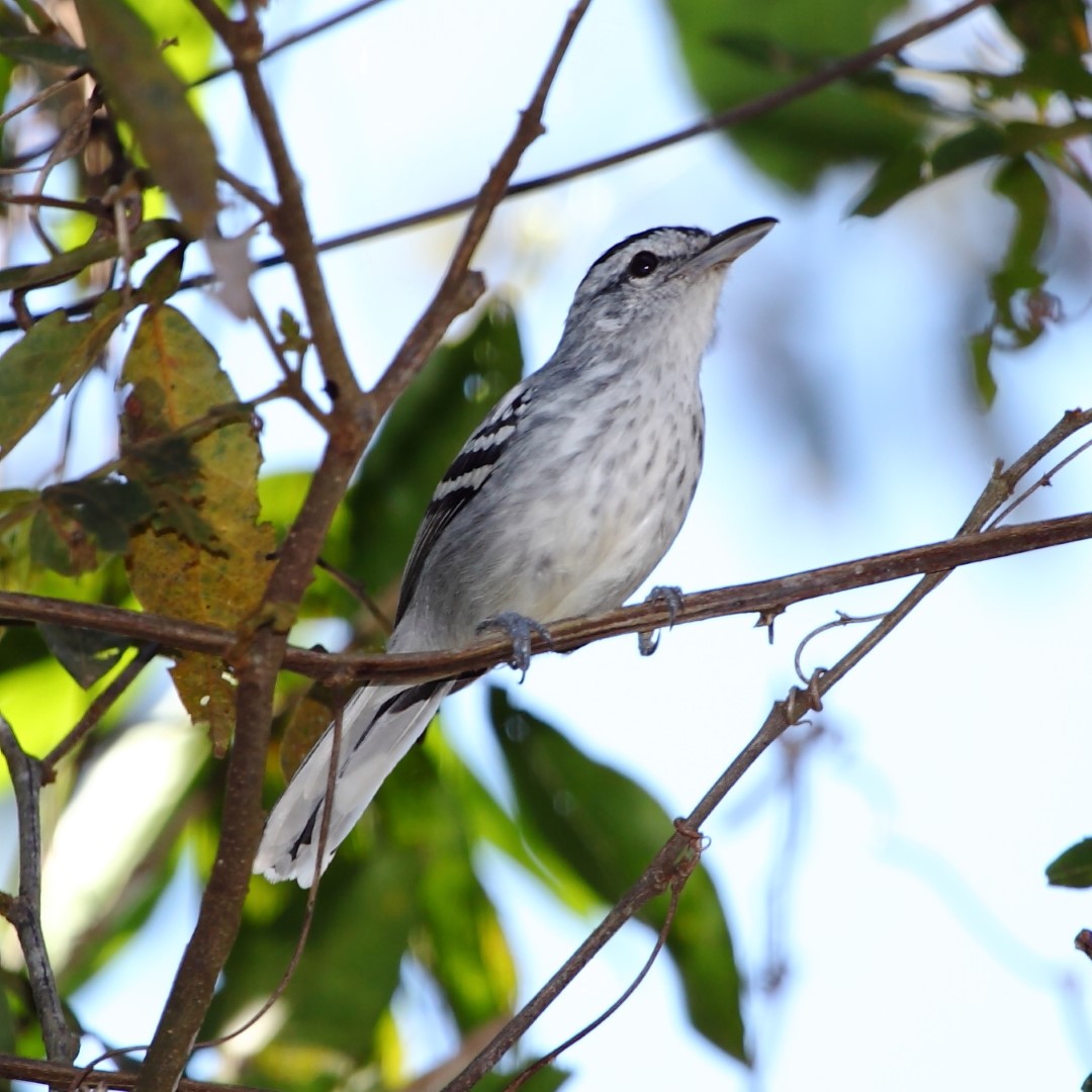 Long-billed Gnatwren
