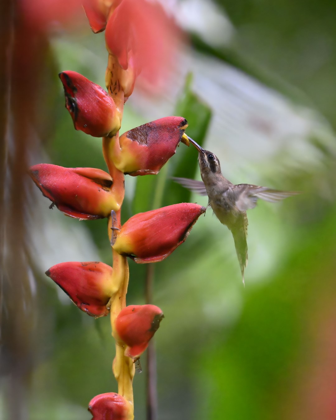 Long-billed Hermit