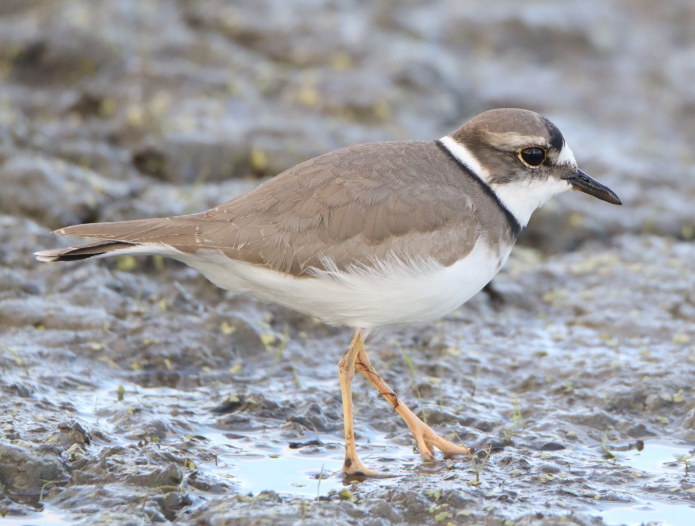 Long-billed plover