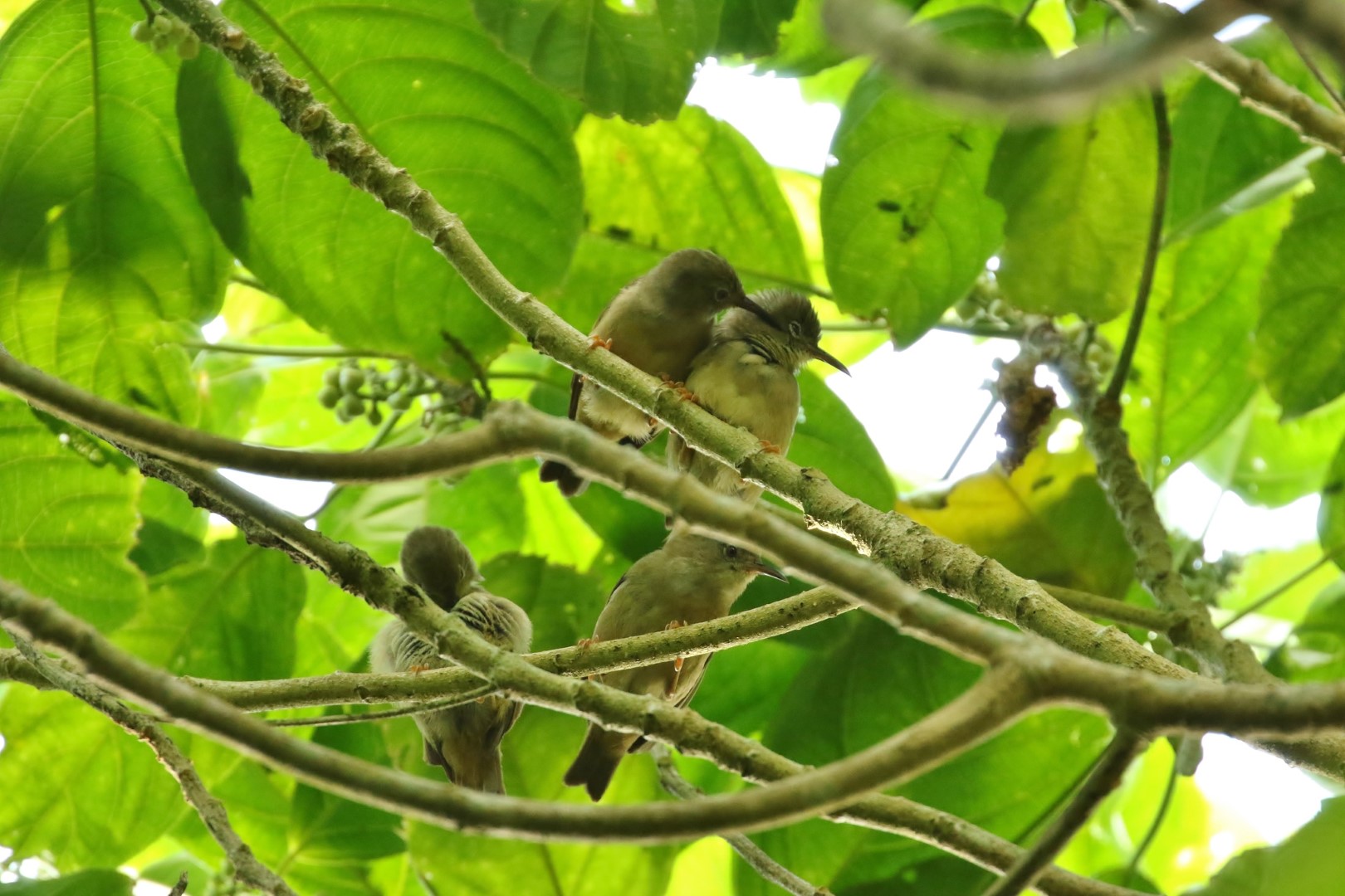 Long-billed Starling