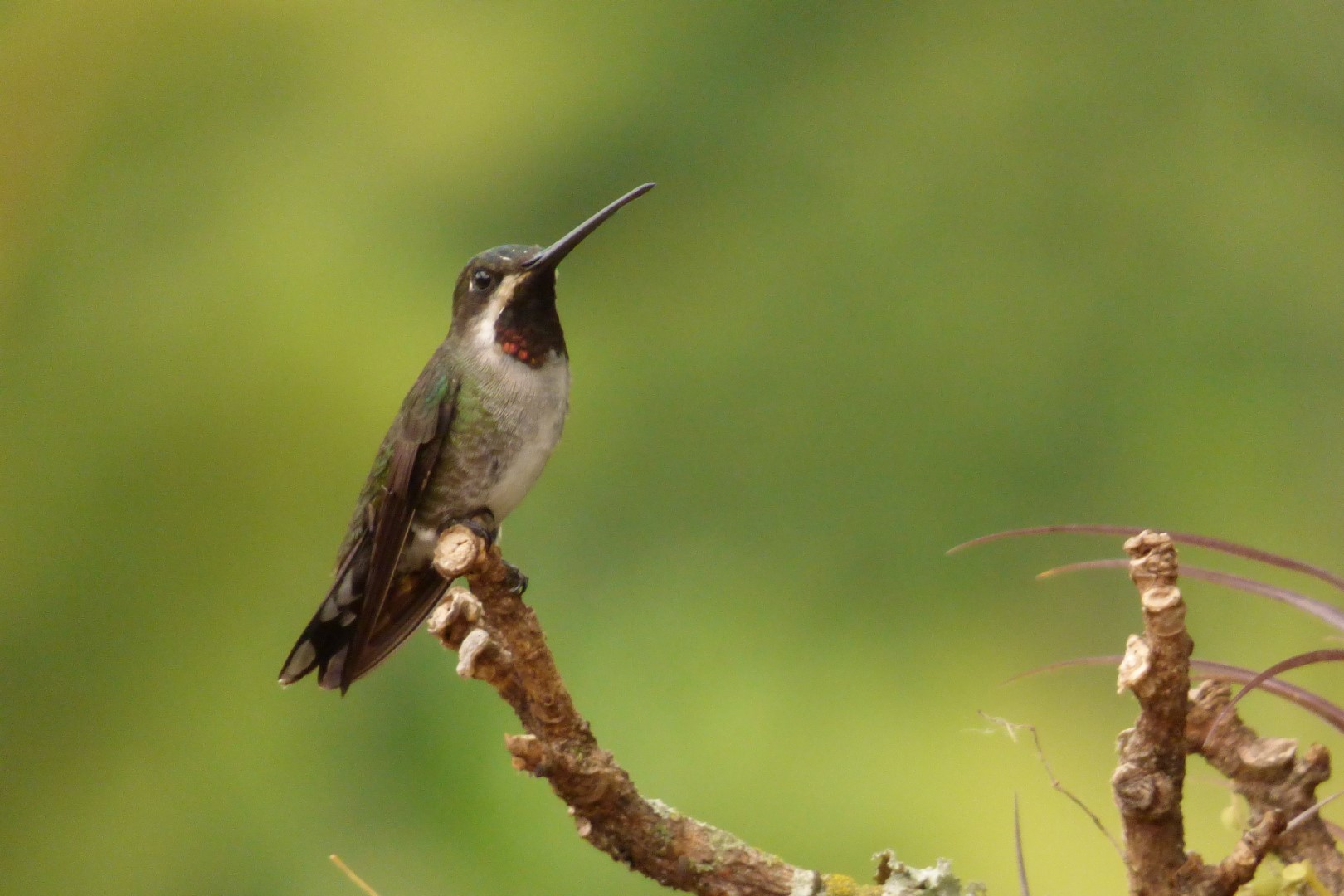 Long-billed starthroat
