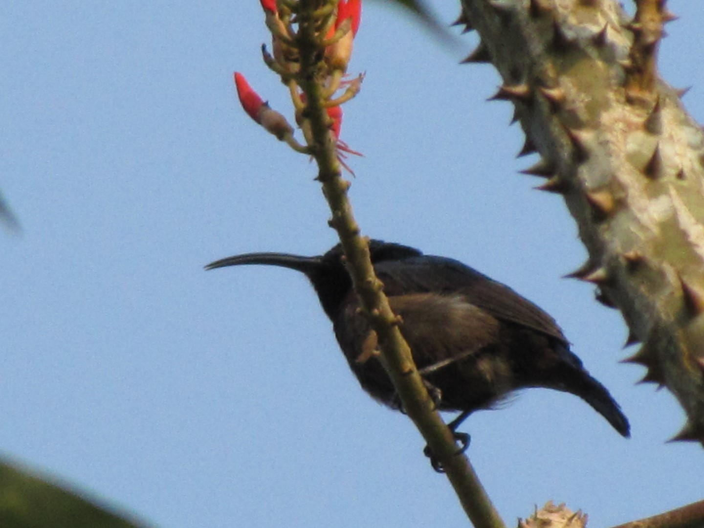 Long-billed Sunbird