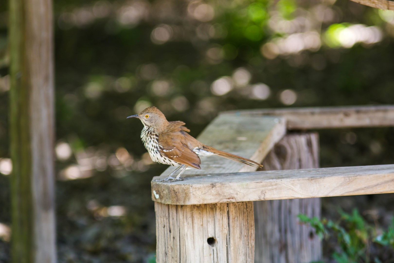 Long-billed Thrasher
