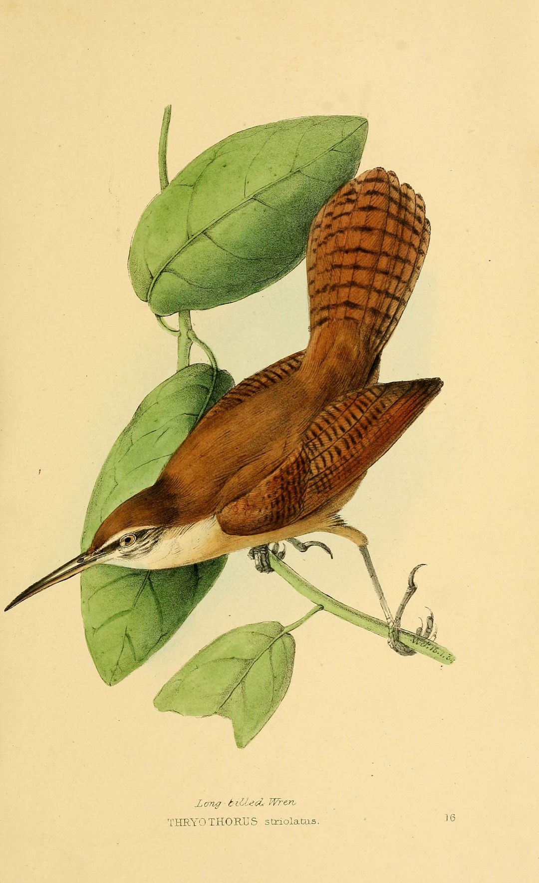 Long-billed Wren