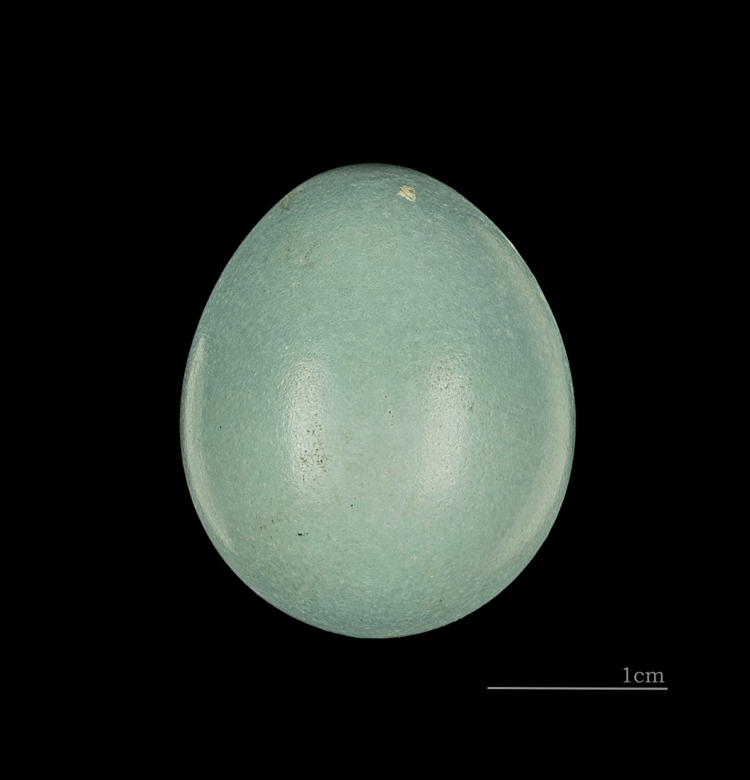 Long-billed Wren-Babbler