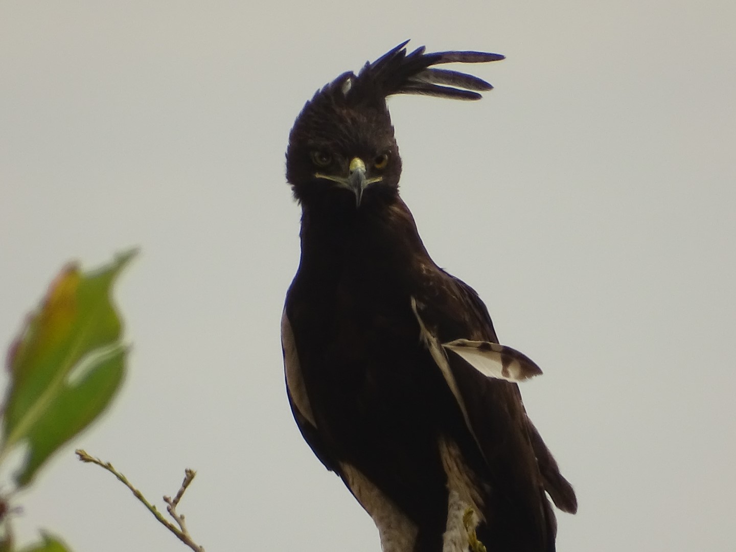 Long-crested Eagle