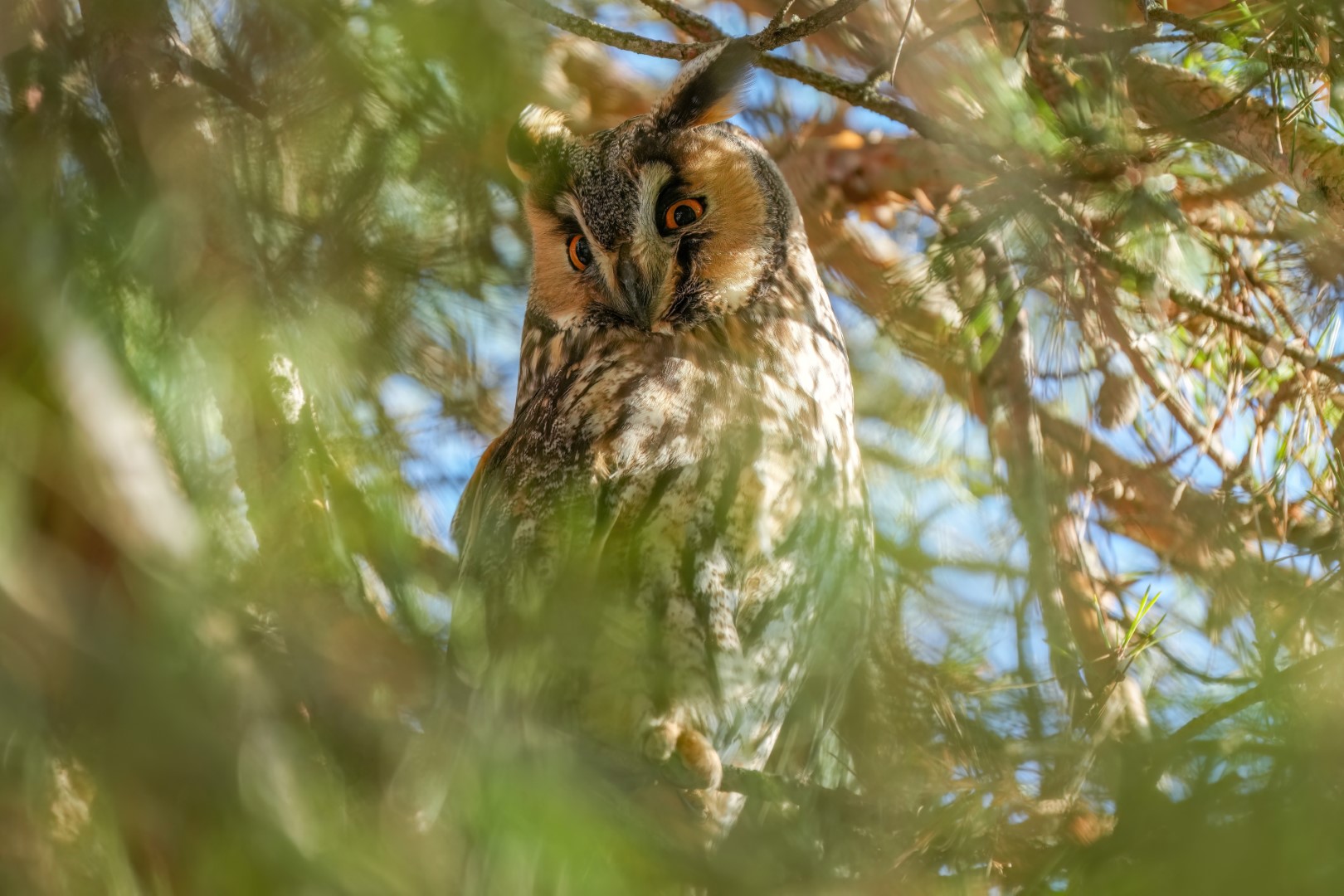 Long-eared Owl
