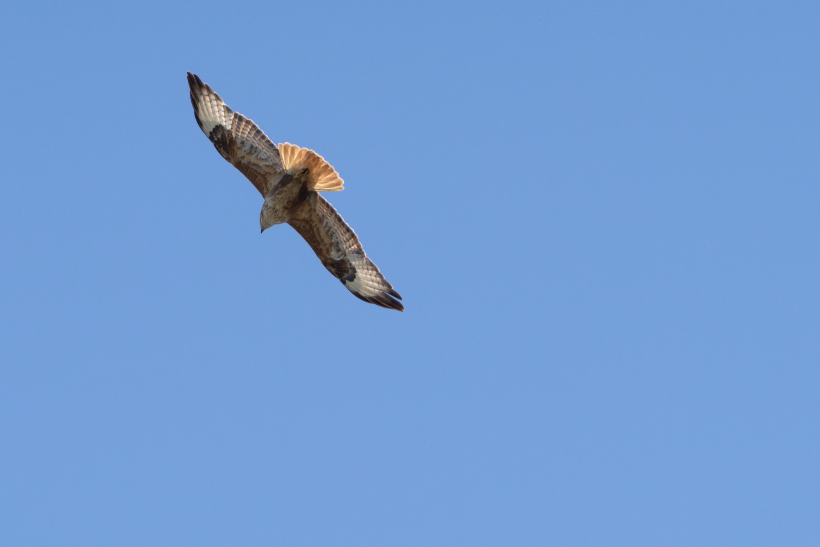 Long-legged Buzzard