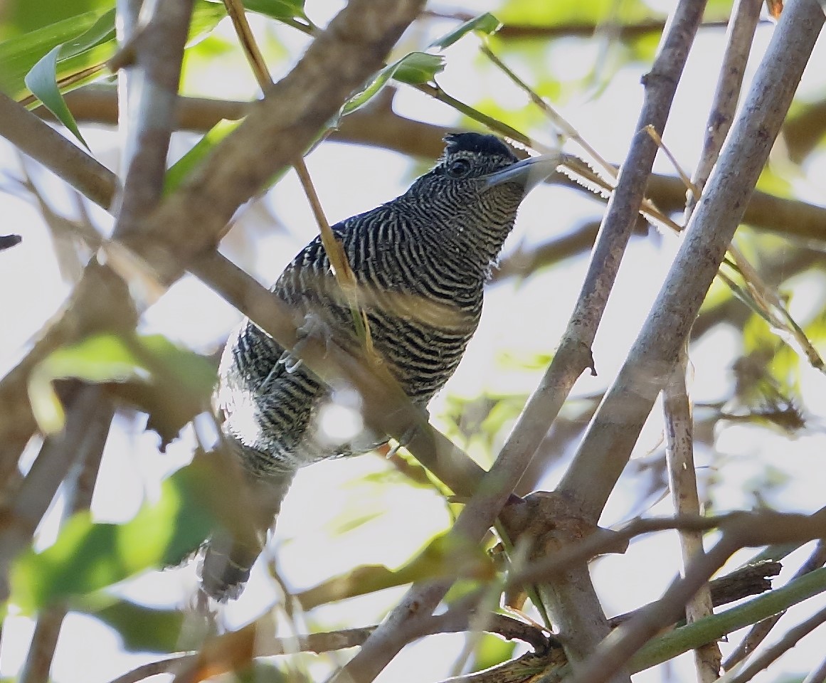Long-tailed Antbird