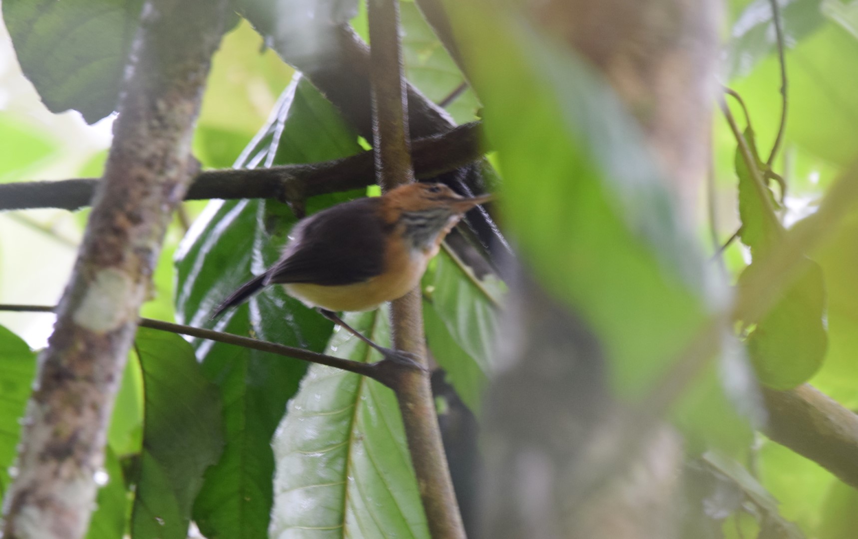 Long-tailed Antbird