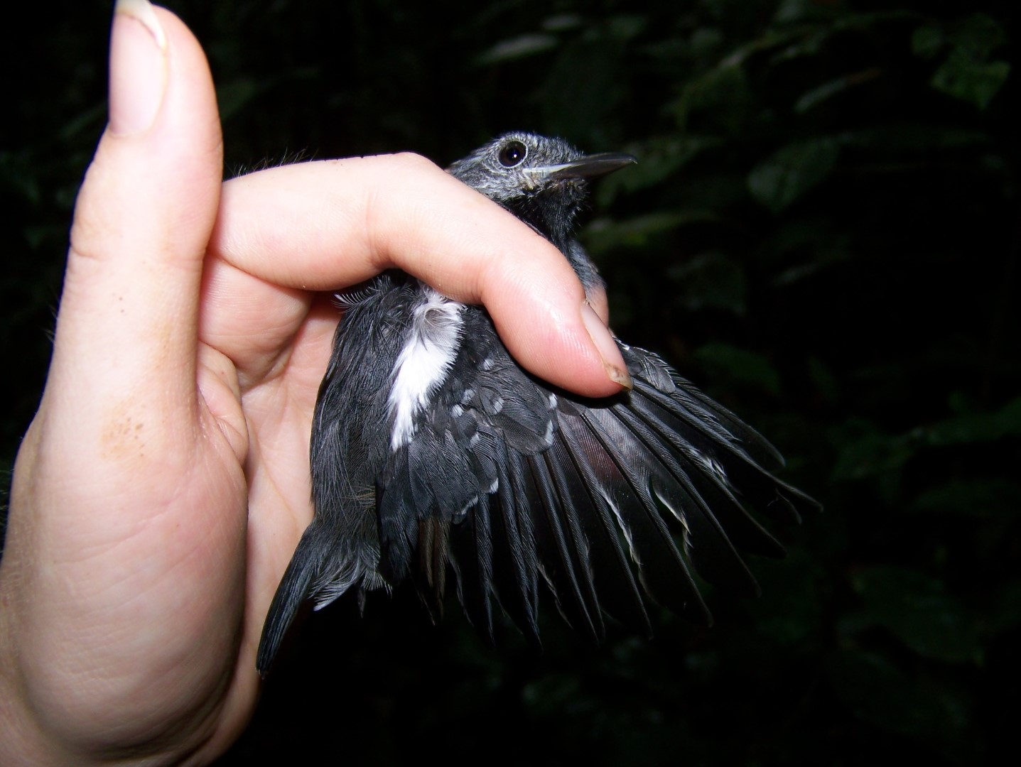 Long-tailed Antwren