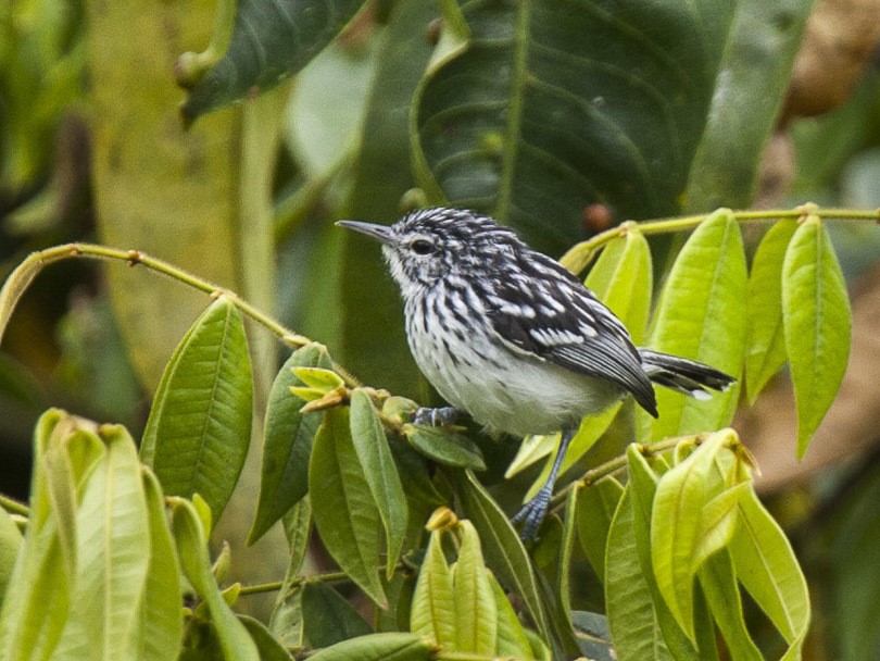 Long-tailed Antwren