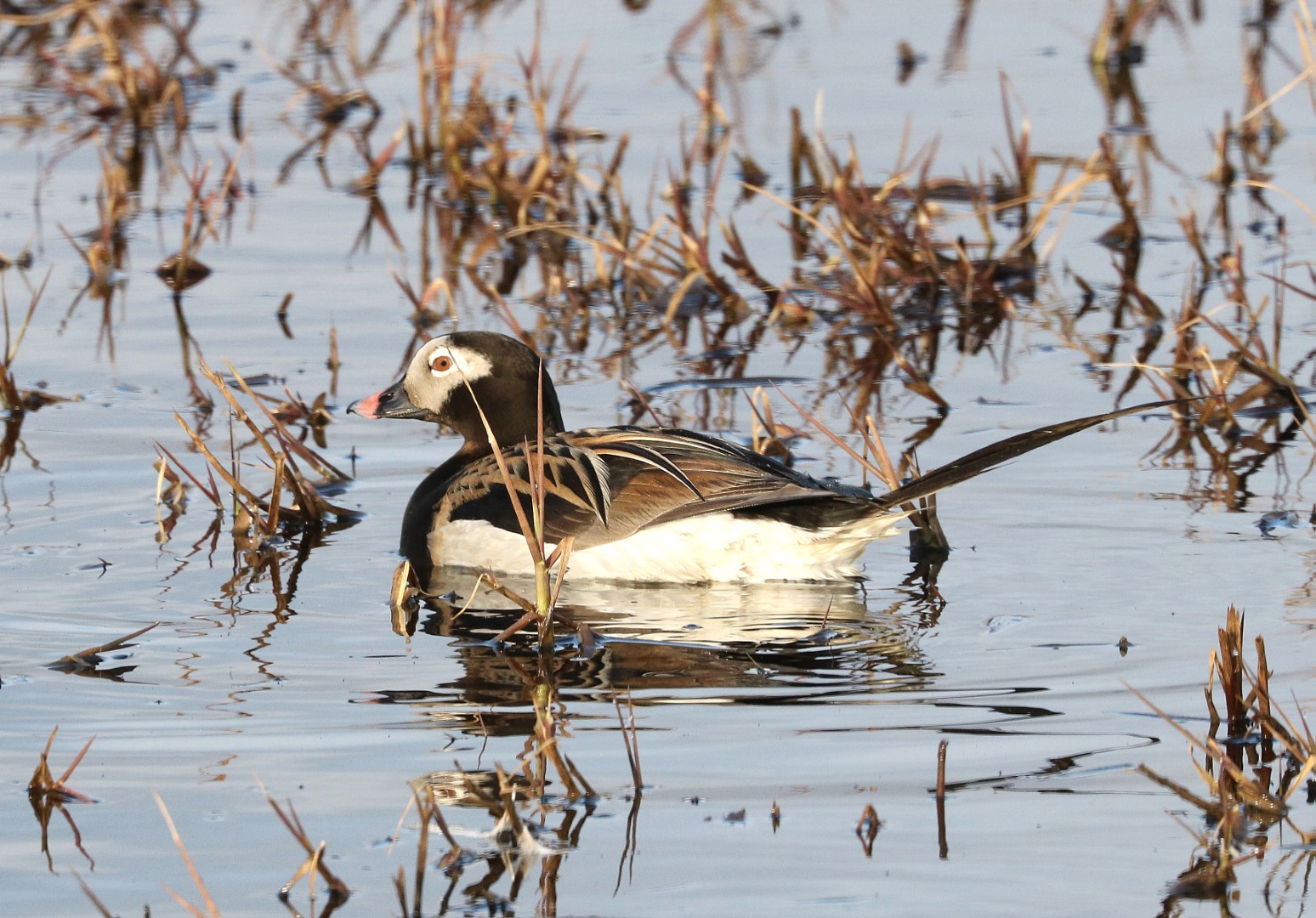 Long-tailed Duck