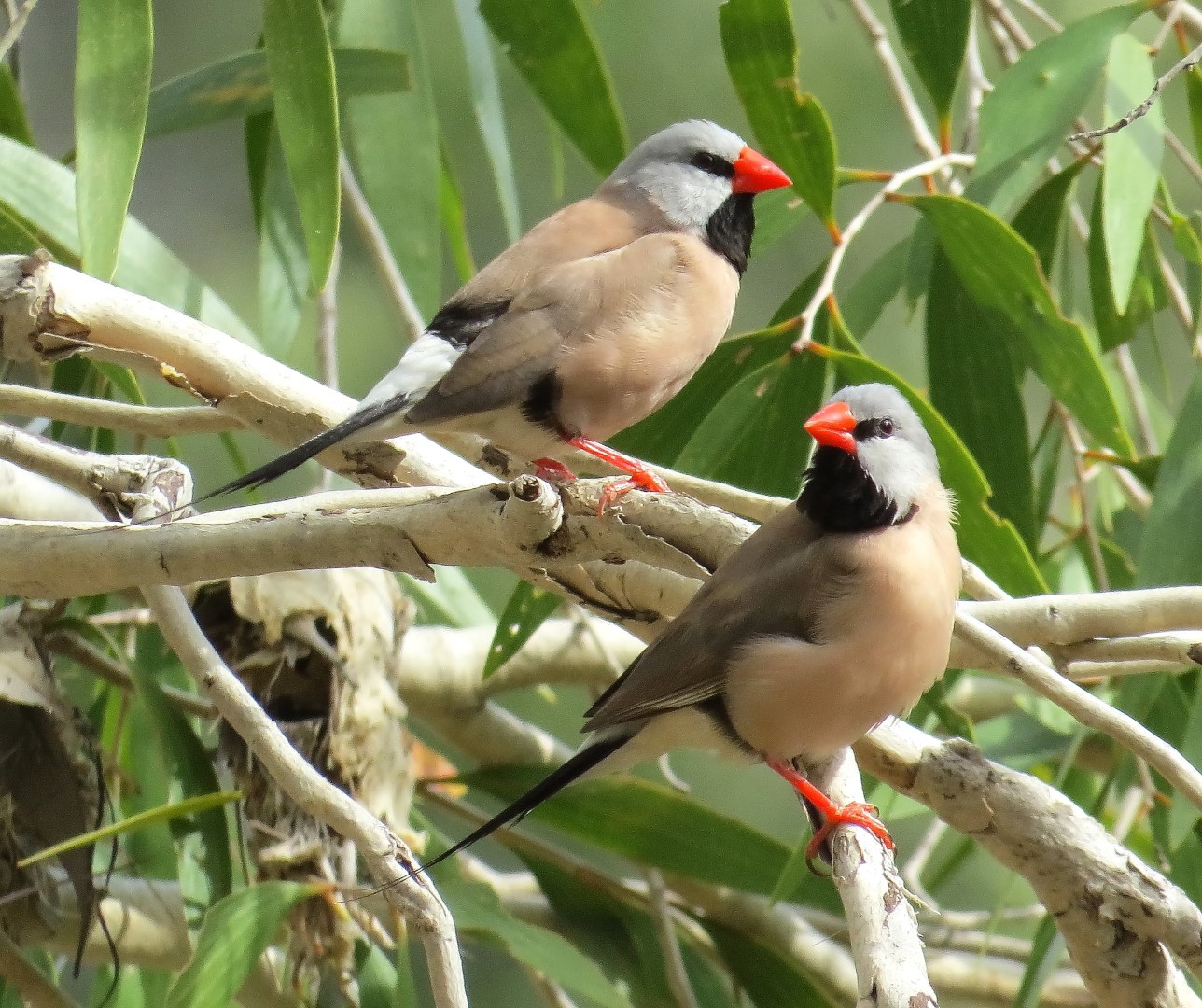 Long-tailed Finch