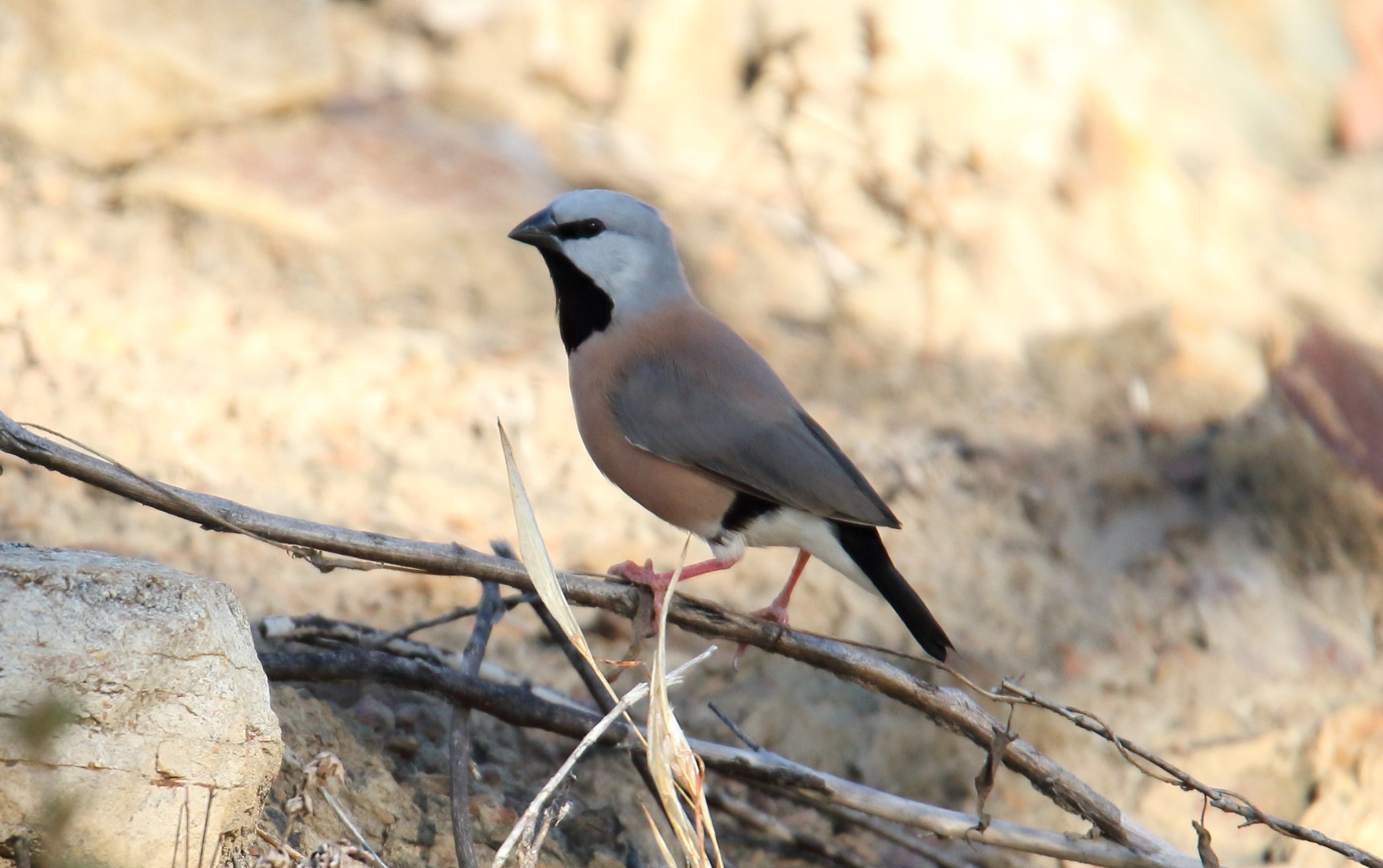 Long-tailed Finch