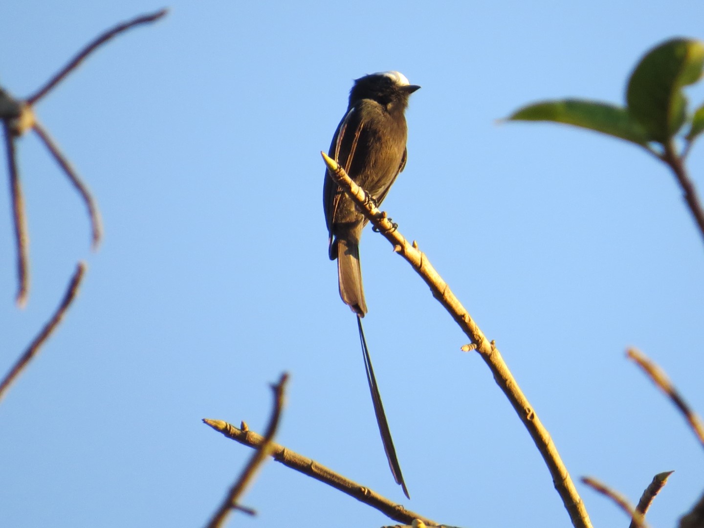 Long-tailed Finch