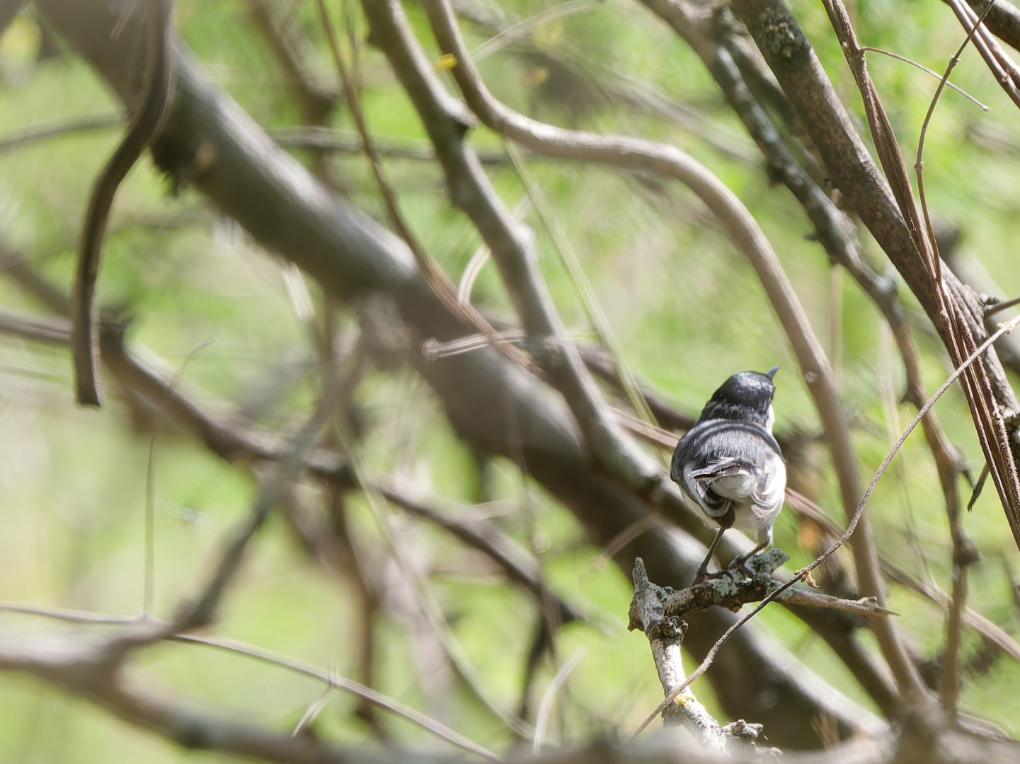 Long-tailed Gnatcatcher