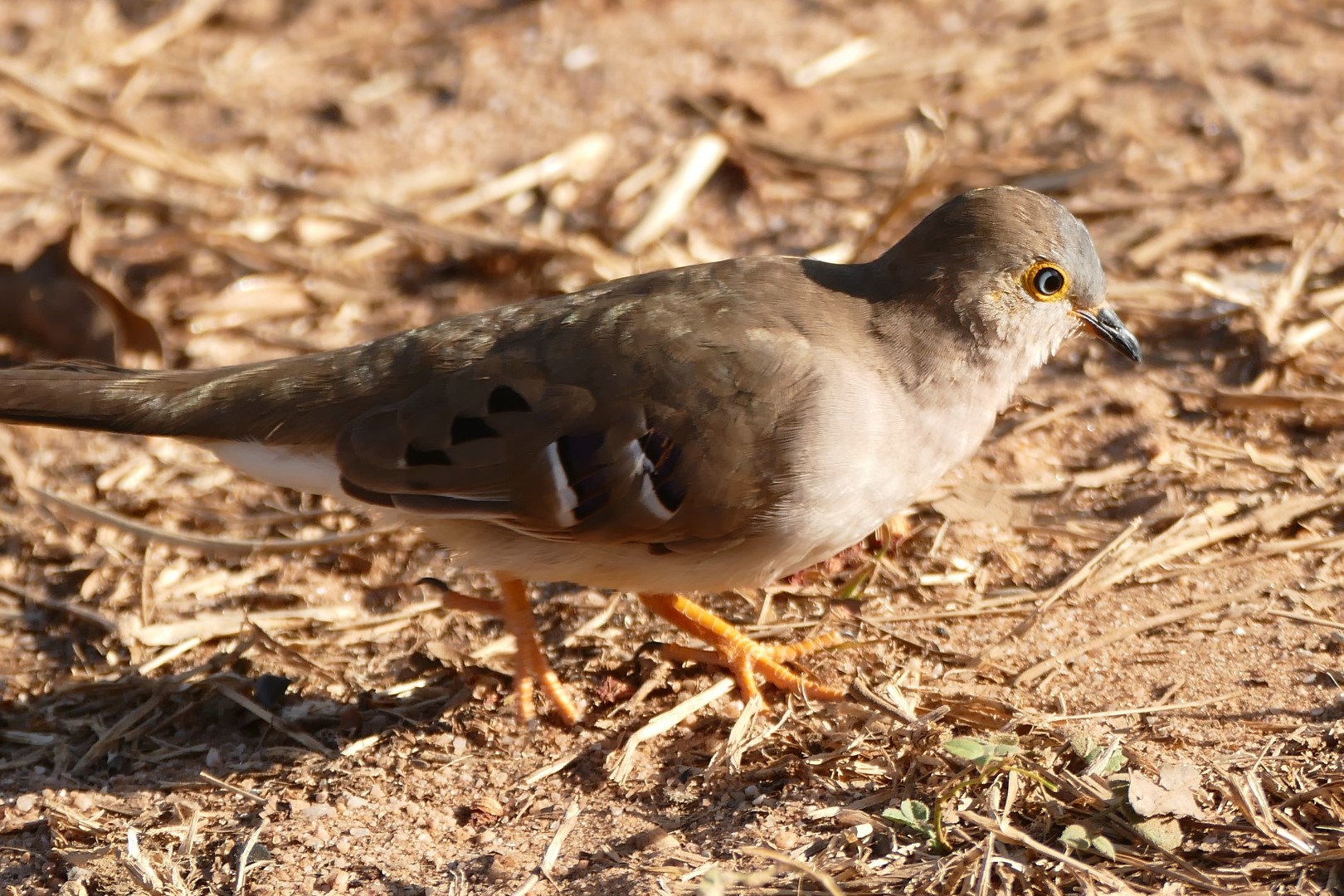 Long-tailed Ground Dove