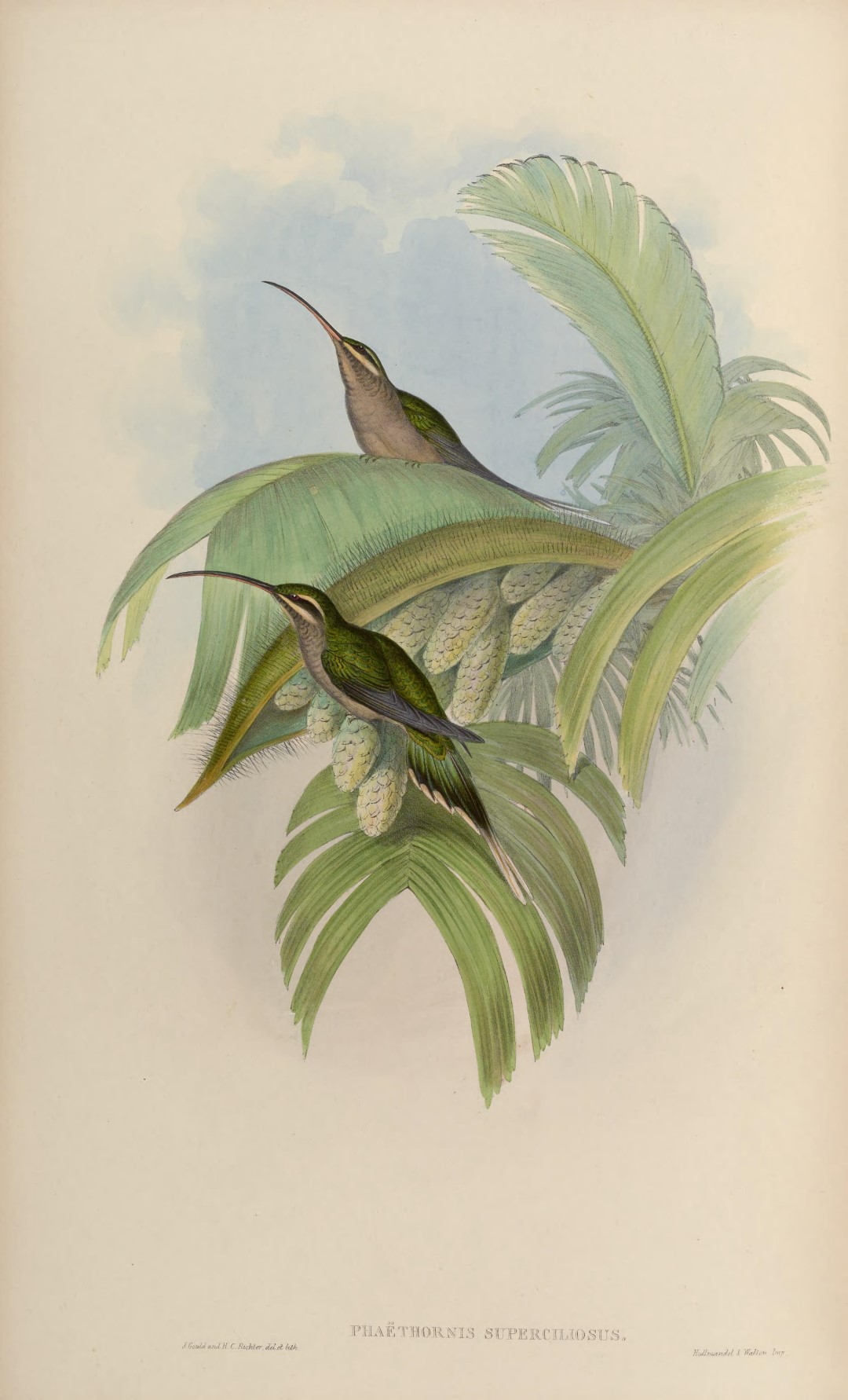 Long-tailed Hermit