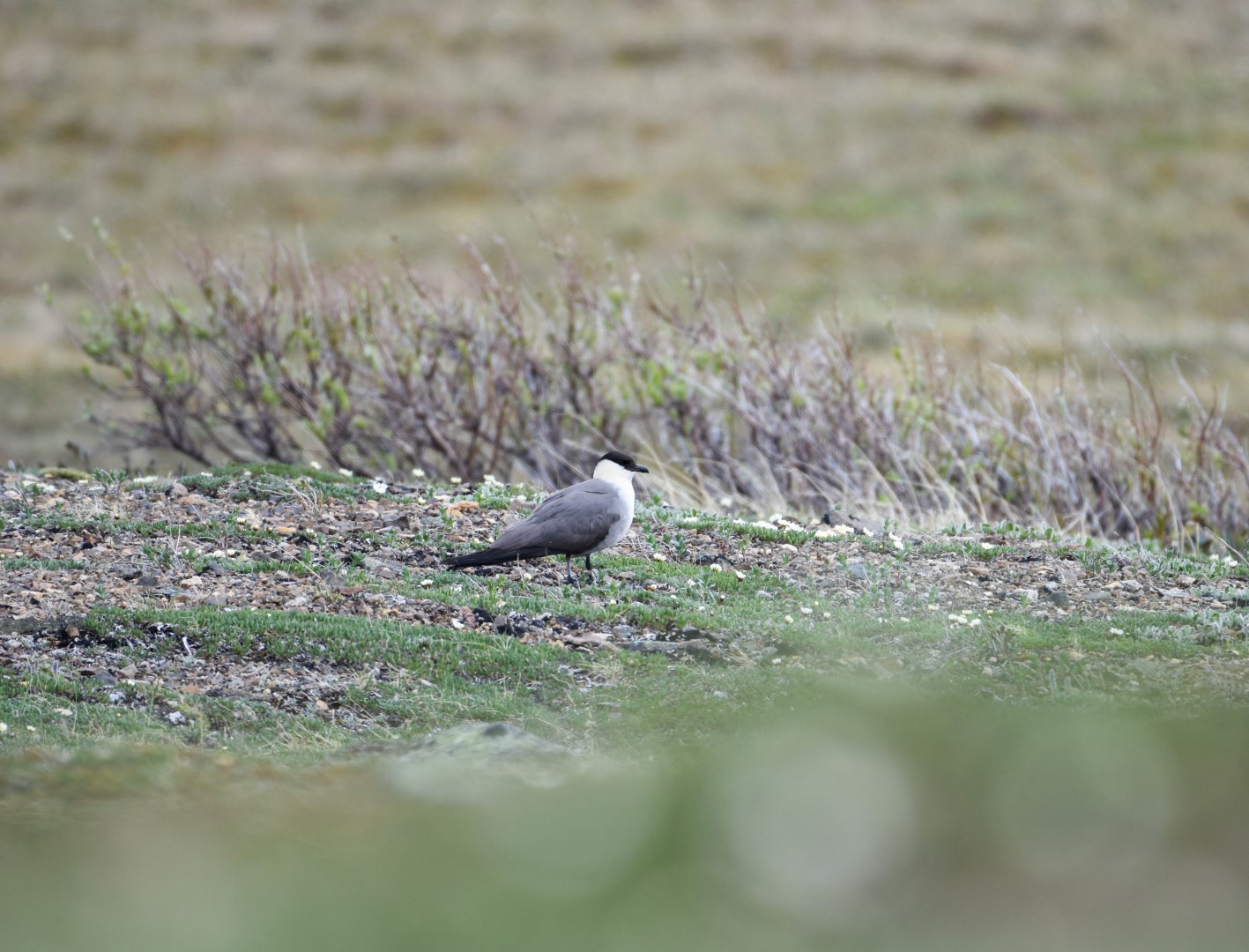Long-tailed Jaeger