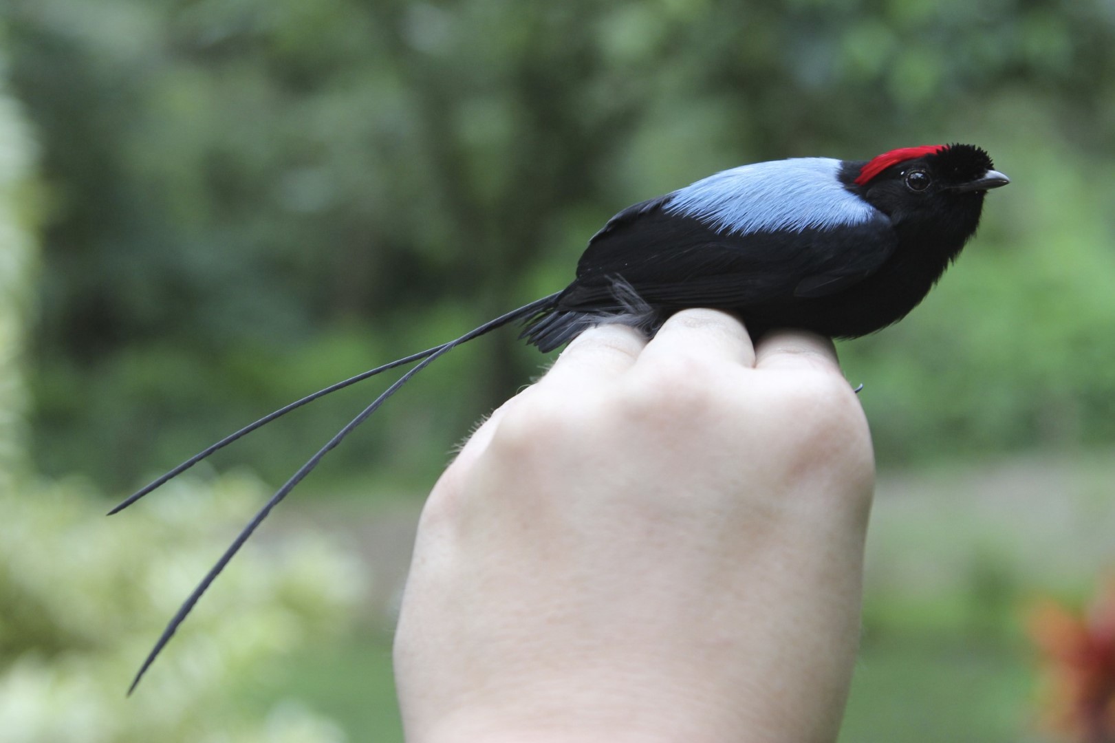 Long-tailed Manakin