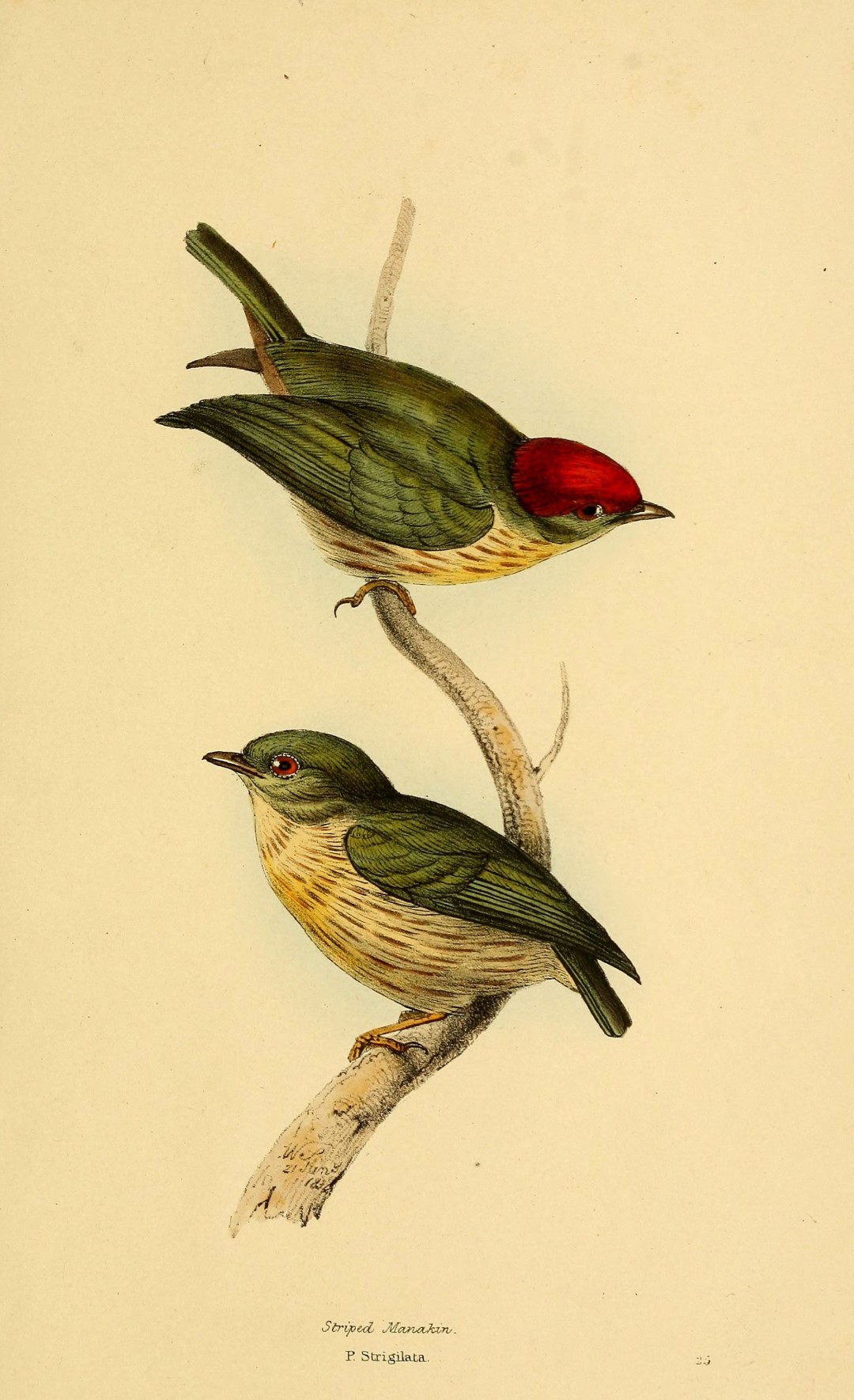 Long-tailed manakin