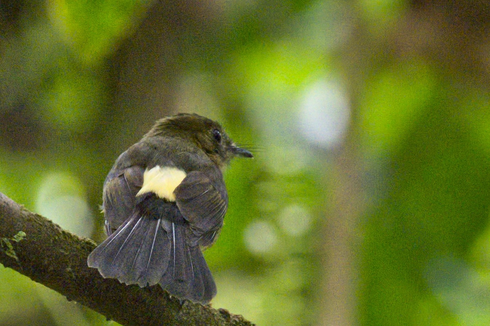 Long-tailed Manakin