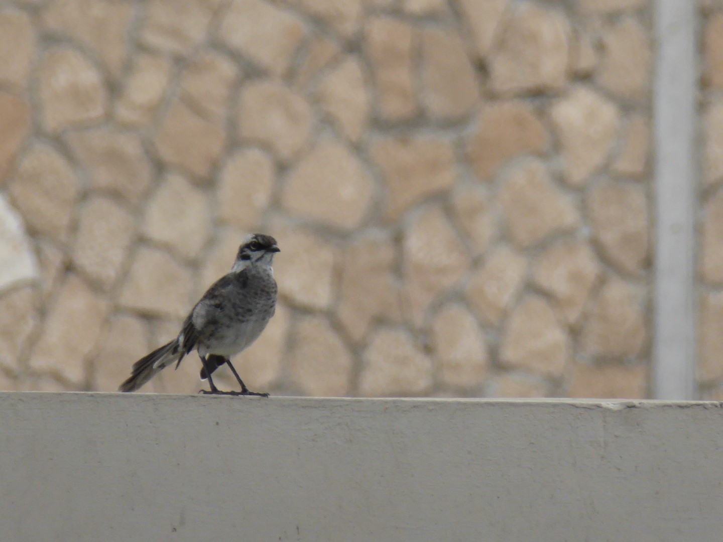 Long-tailed Mockingbird