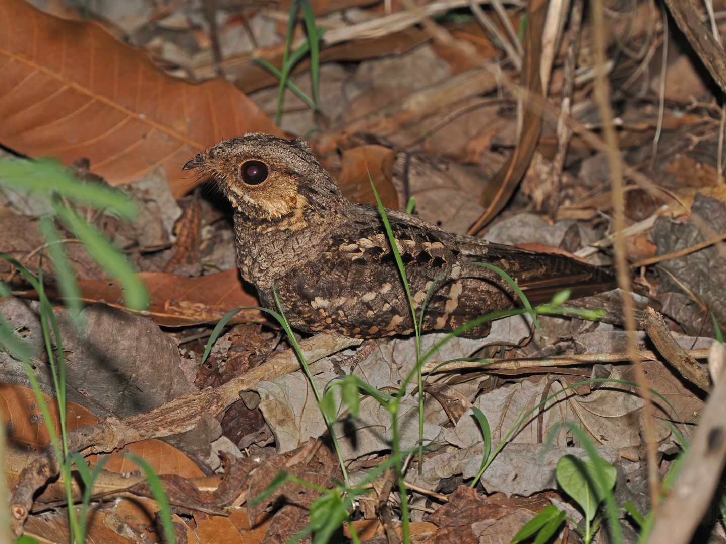 Long-tailed Nightjar