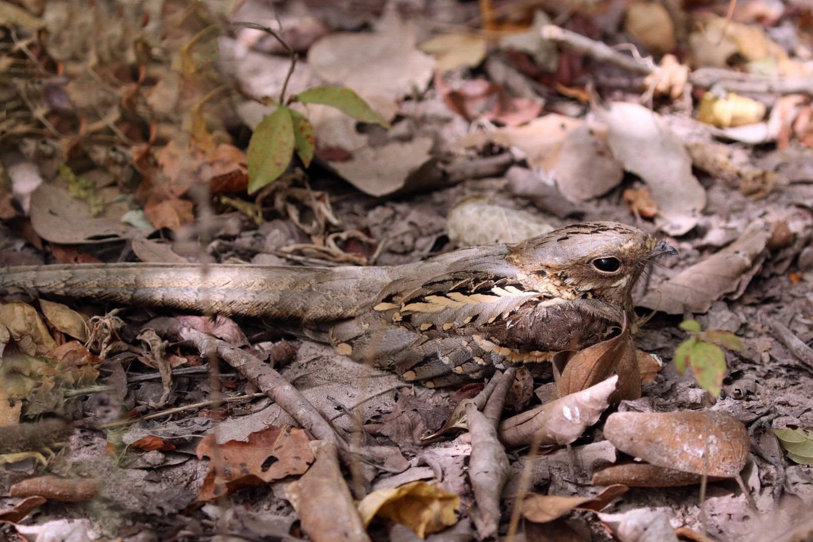 Long-tailed Nightjar