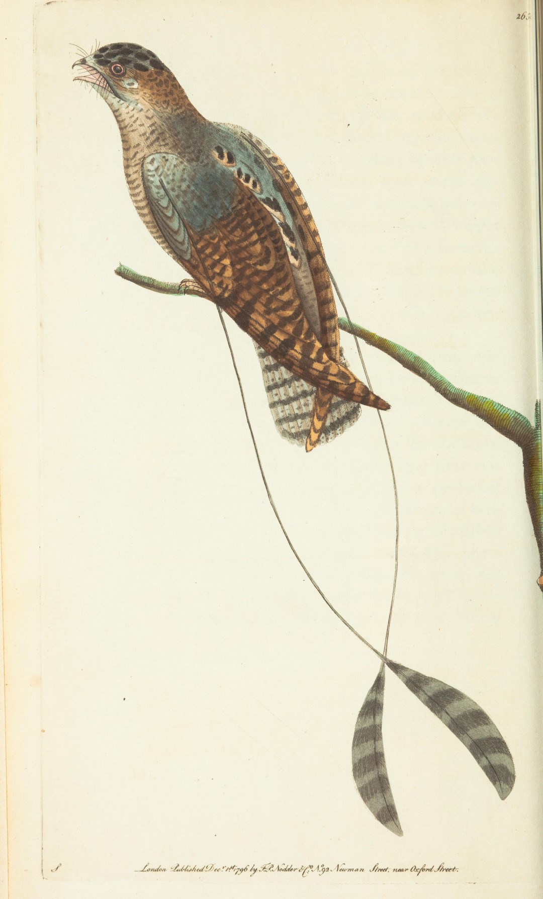 Long-tailed Nightjar