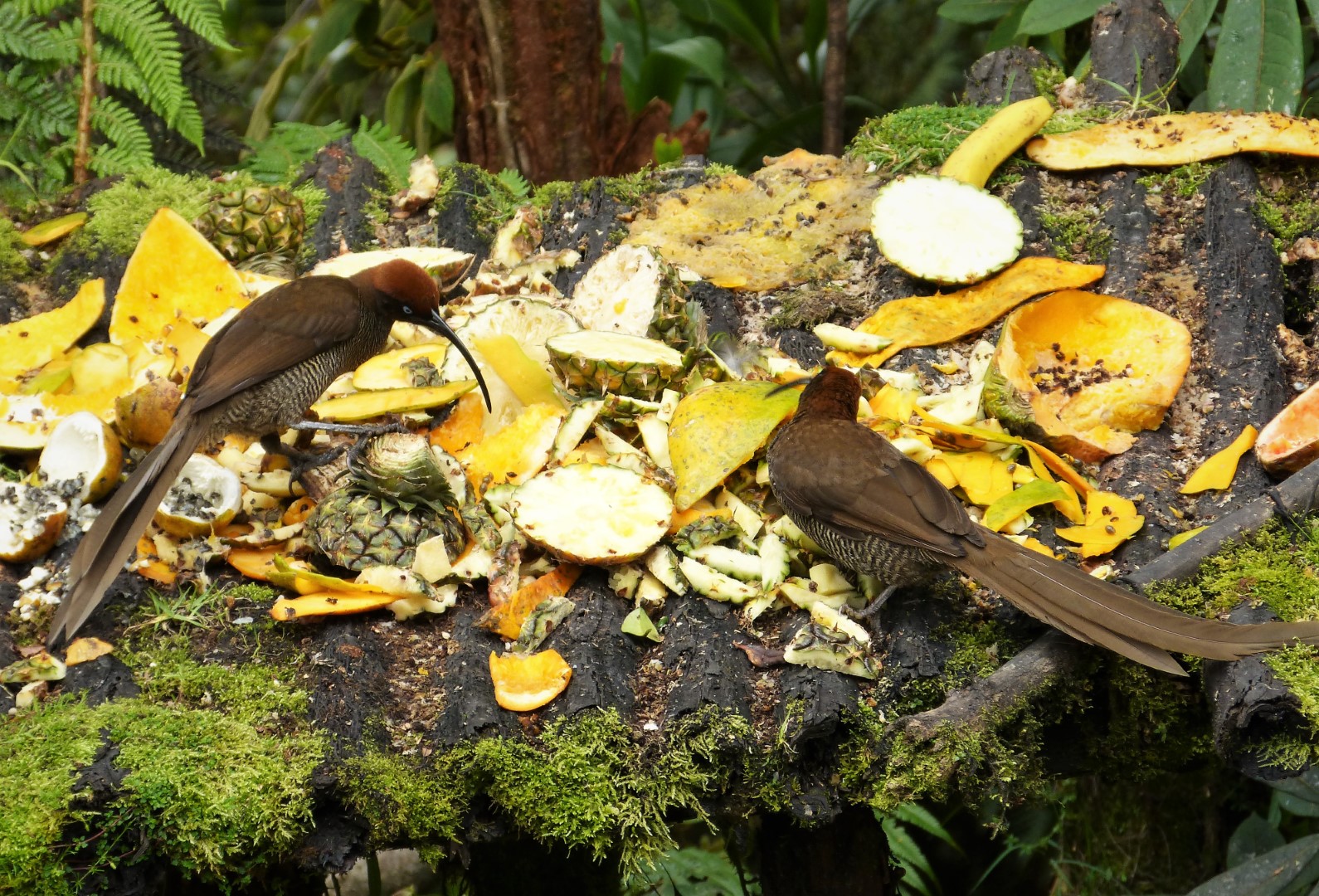 Long-tailed Paradigalla