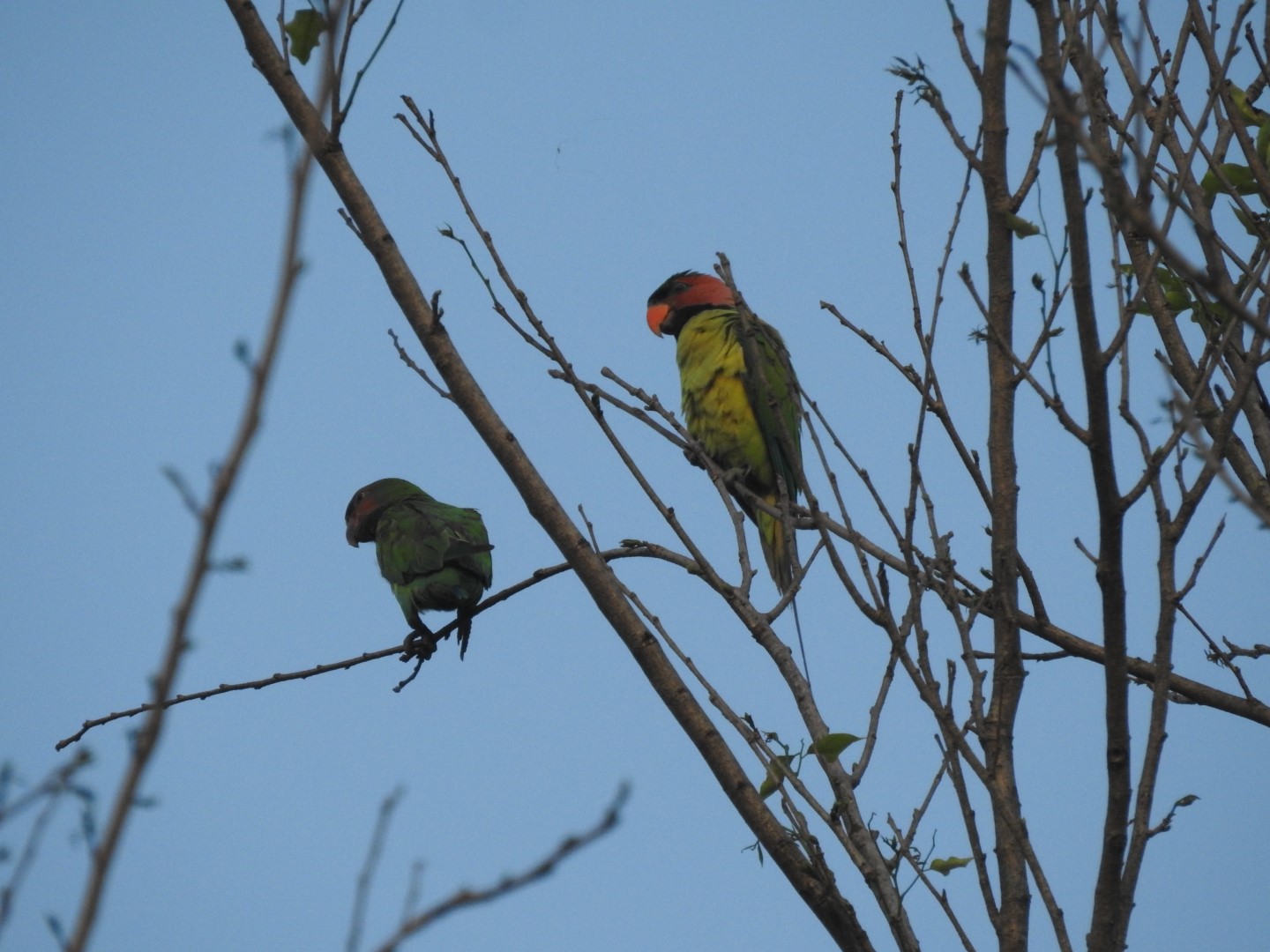 Long-tailed Parakeet