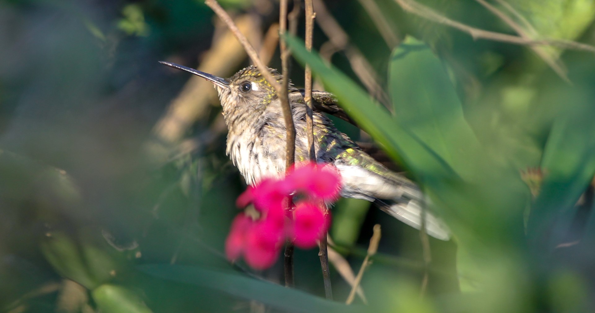 Long-tailed Sabrewing