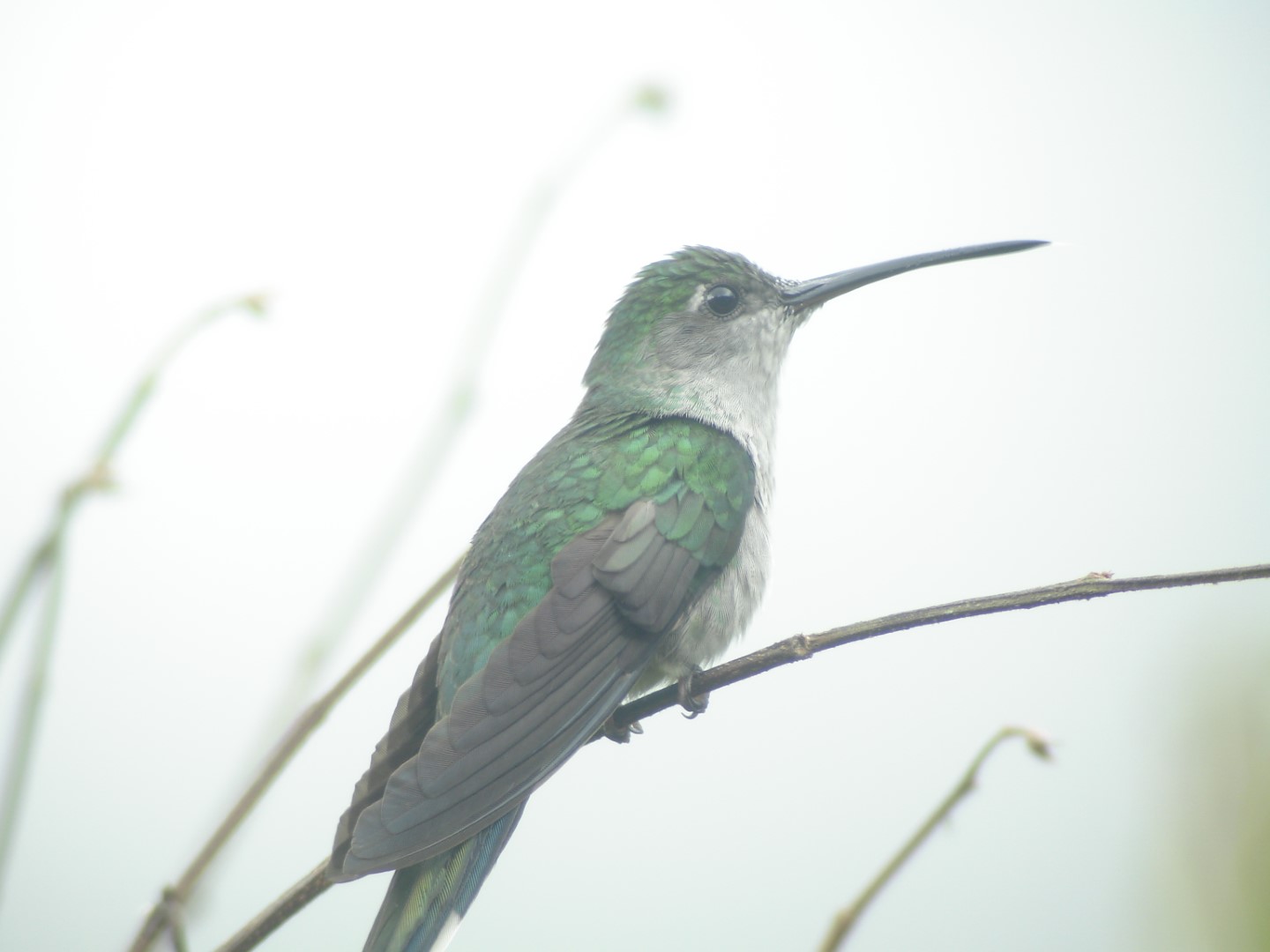 Long-tailed Sabrewing