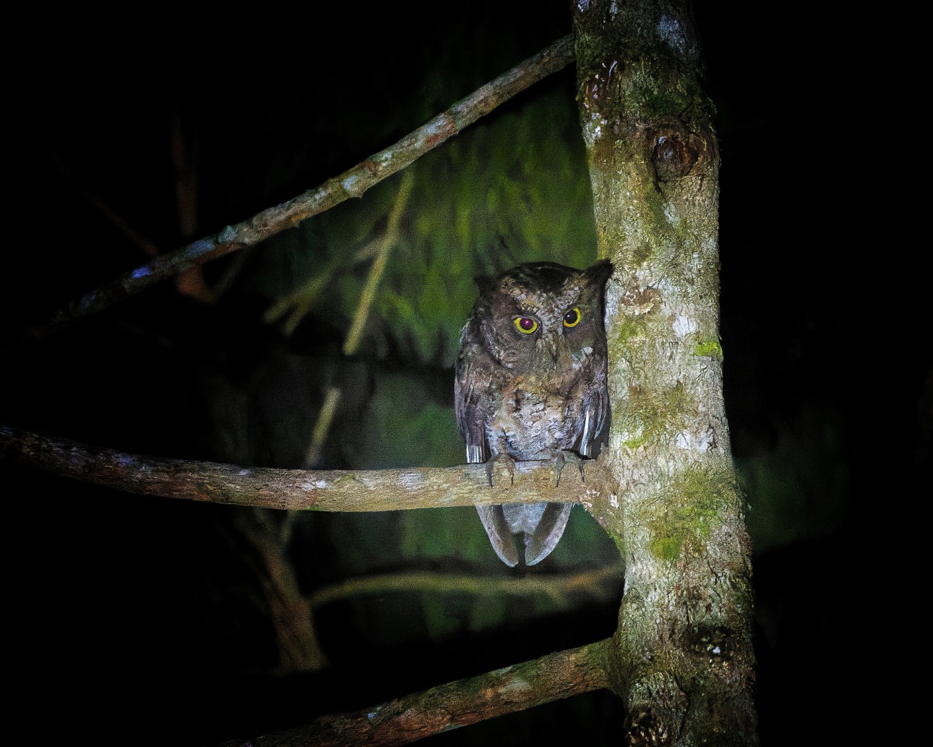 Long-tailed Scops Owl