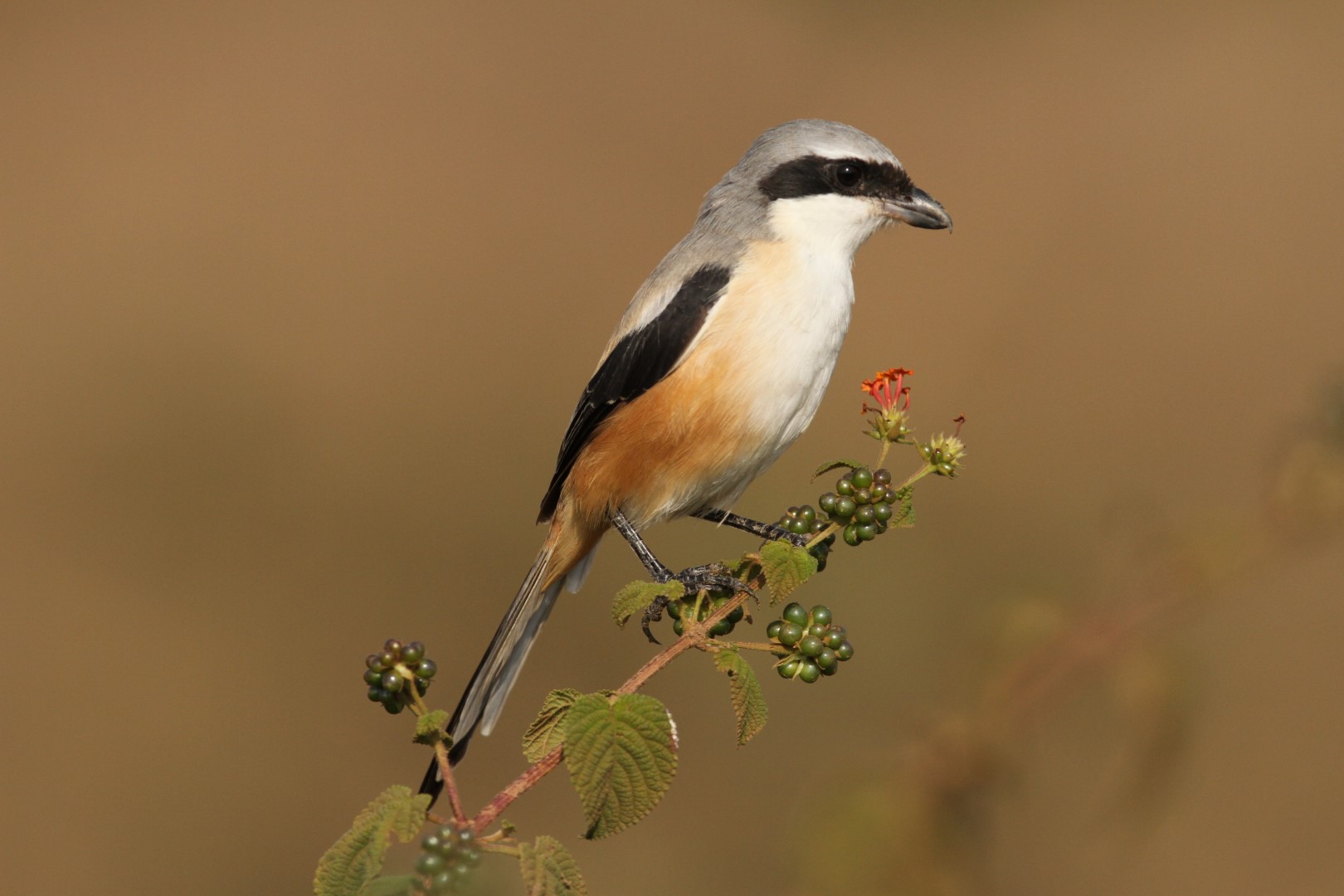 Long-tailed Shrike