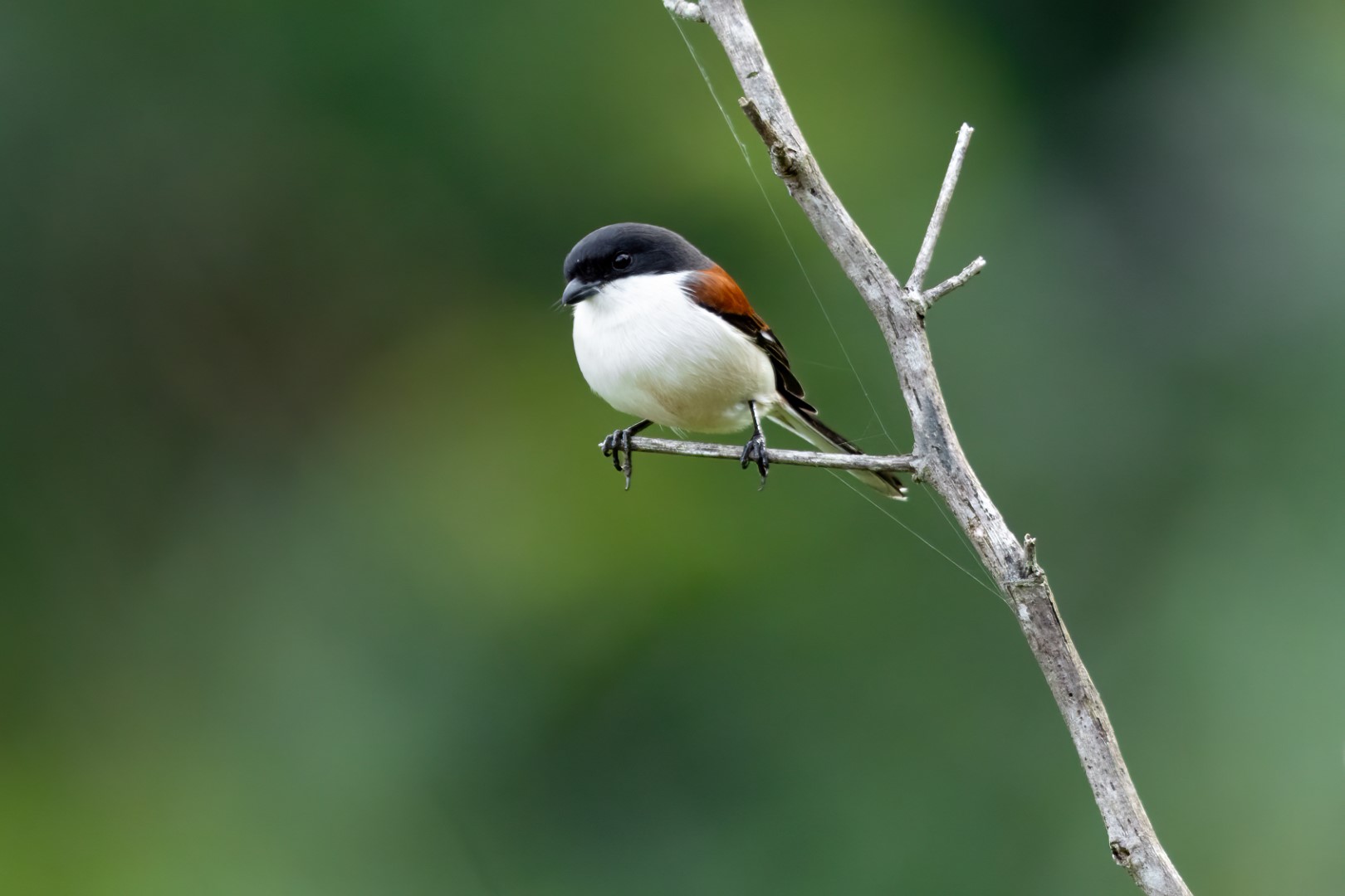 Long-tailed shrike