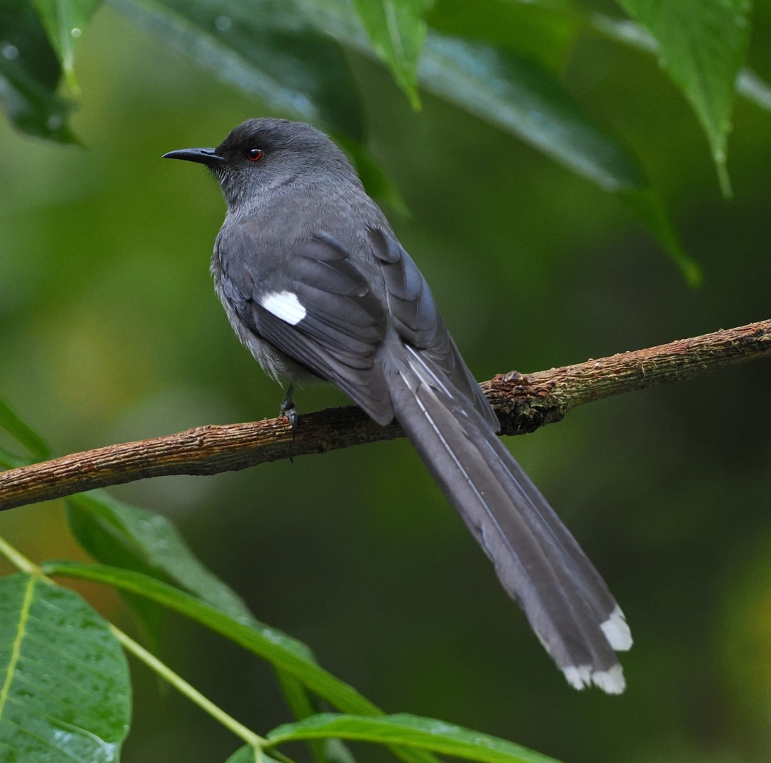 Long-tailed Sibia