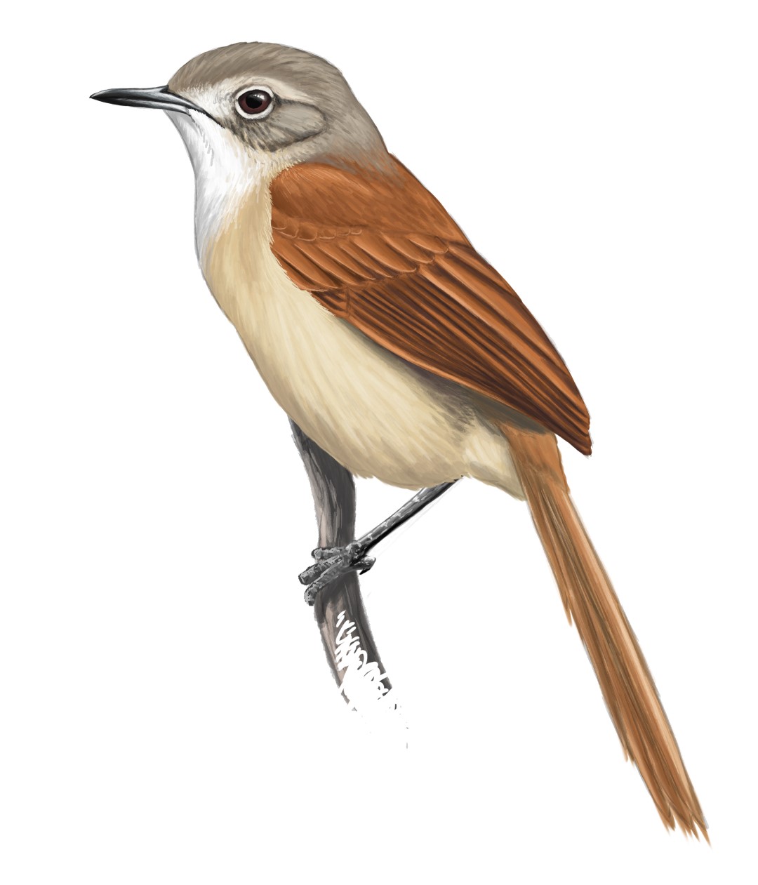 Long-tailed Spinetail