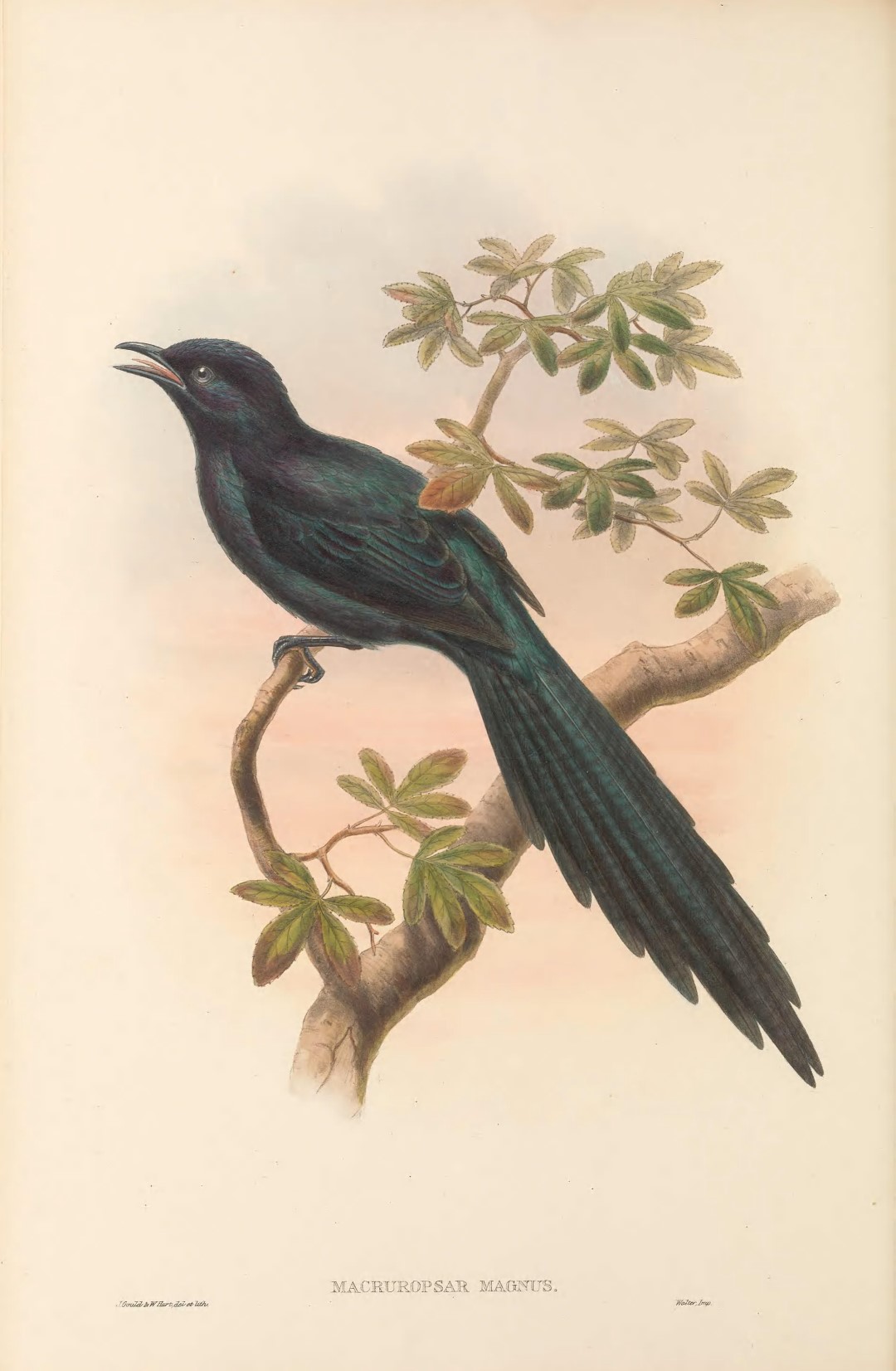 Long-tailed Starling
