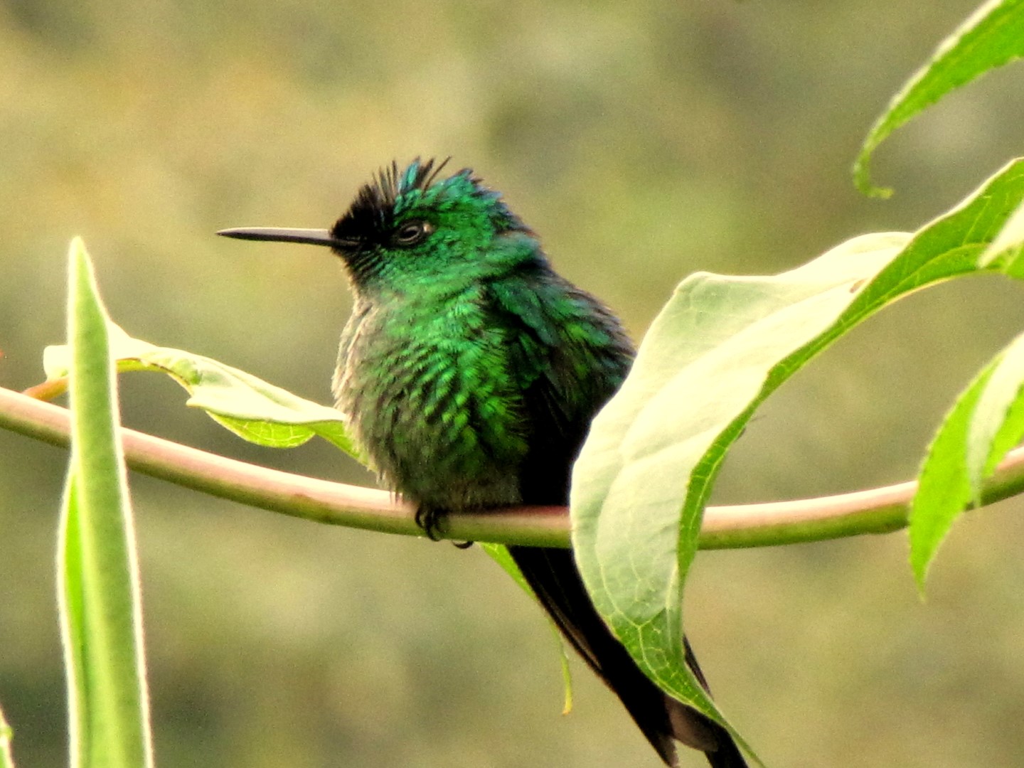 Long-tailed Sylph