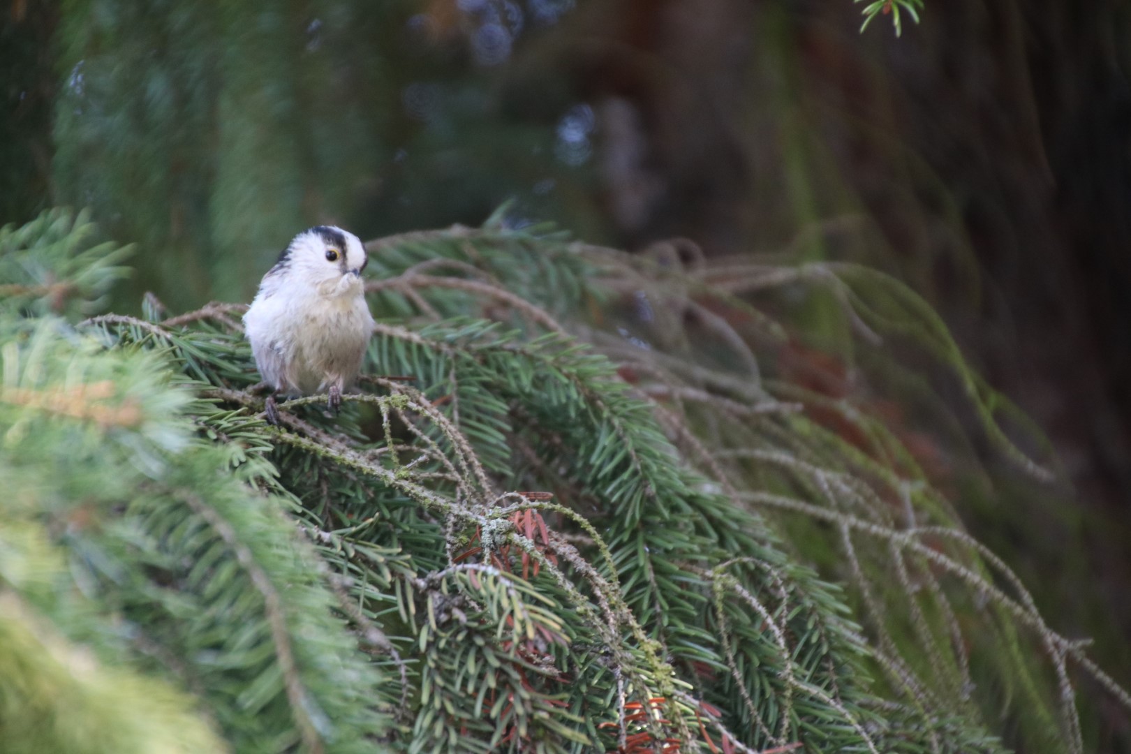 Long-tailed Tit